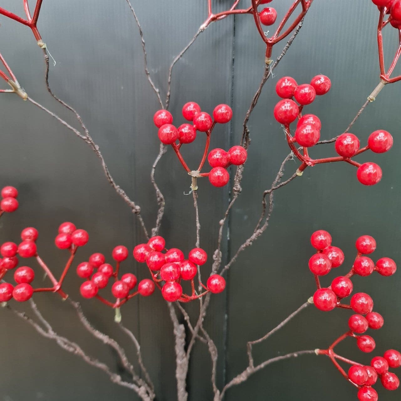 ซาริกเบอรี่ (TI4), Berry cluster — rounded fruit clustered for warm, autumnal weight.
