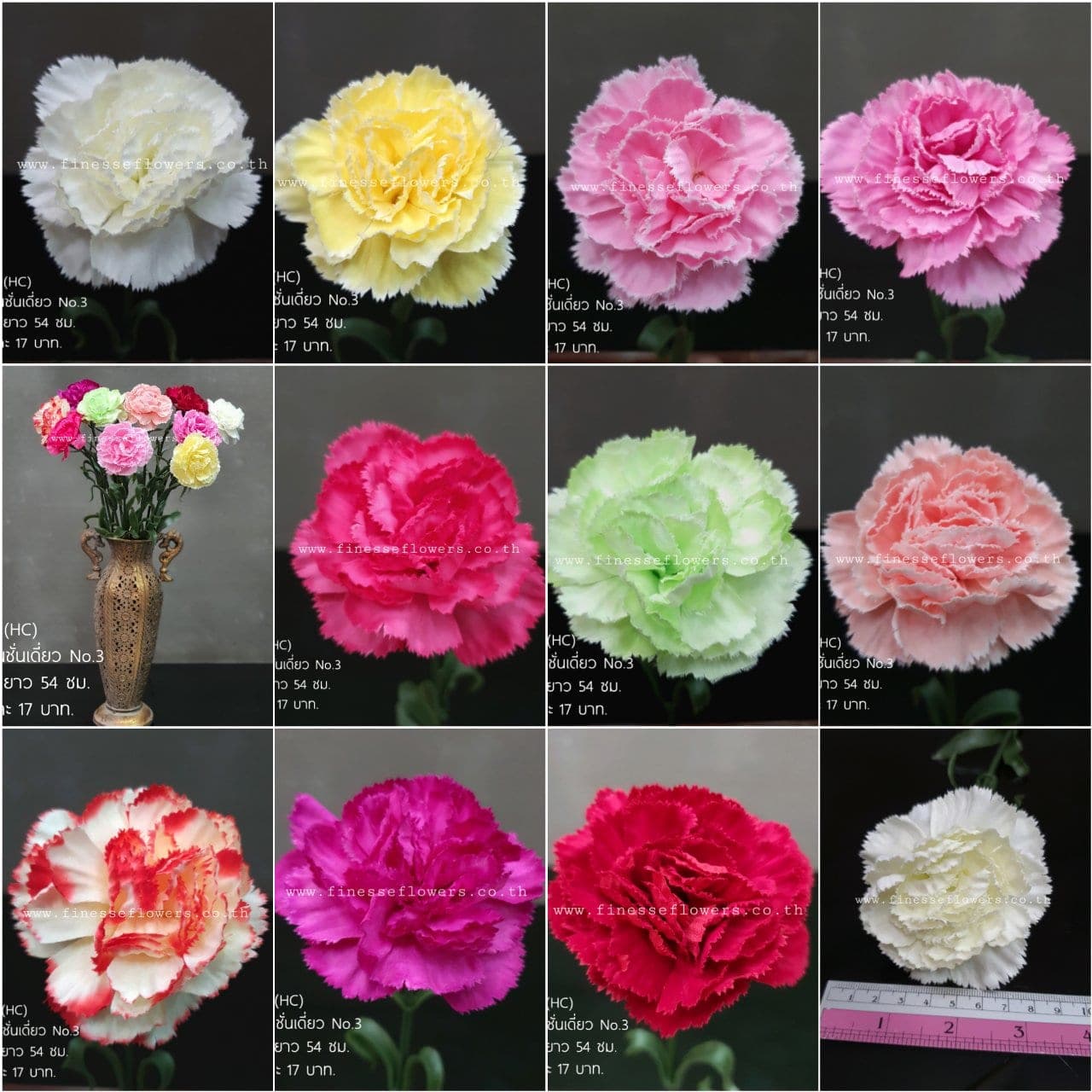คาร์เนชั่น No.3 (P26), Carnation — fringed petals layered into a tight, even crown.