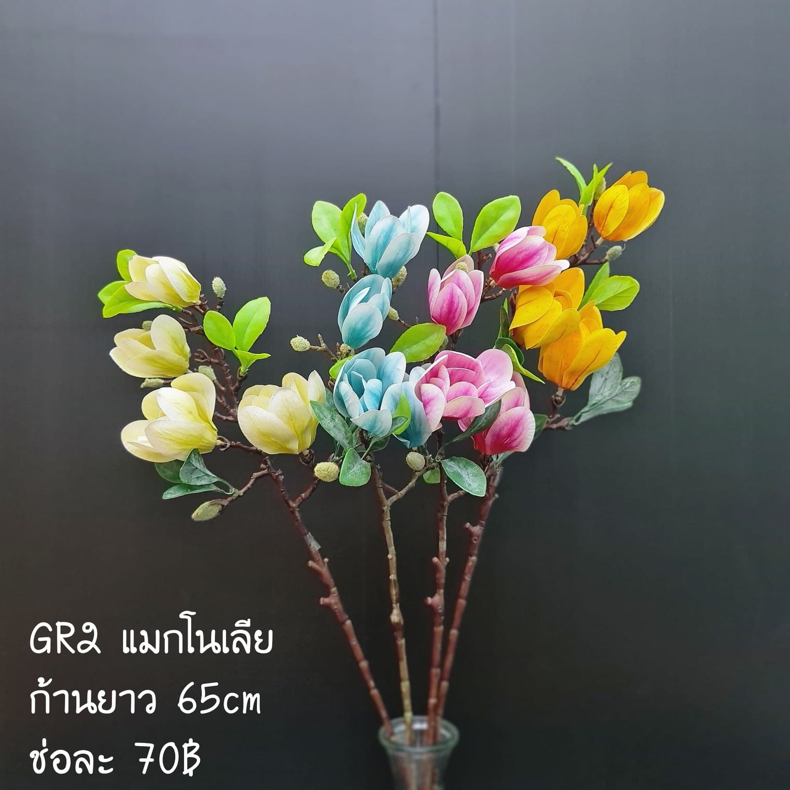 แมกโนเลีย (GR2-2)