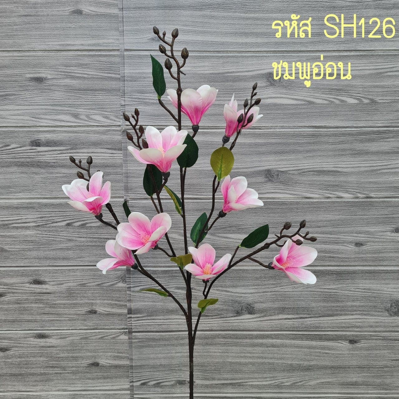 แมกโนเลีย (SH12), Magnolia — broad petals on a woody stem with sculptural weight.