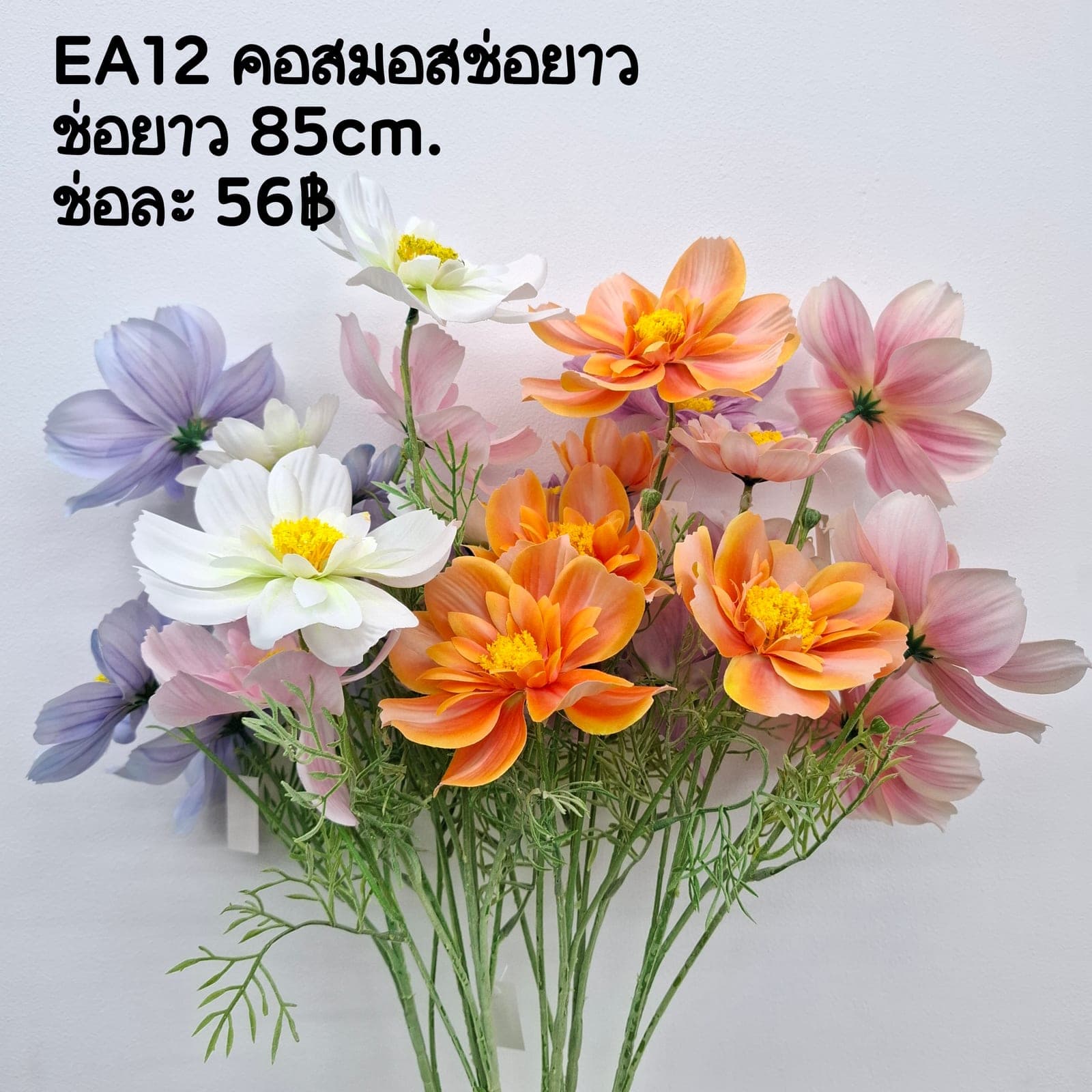 คอสมอสช่อยาว (EA12), Cosmos — feather-thin petals on a tall, swaying stem with a meadow mood.