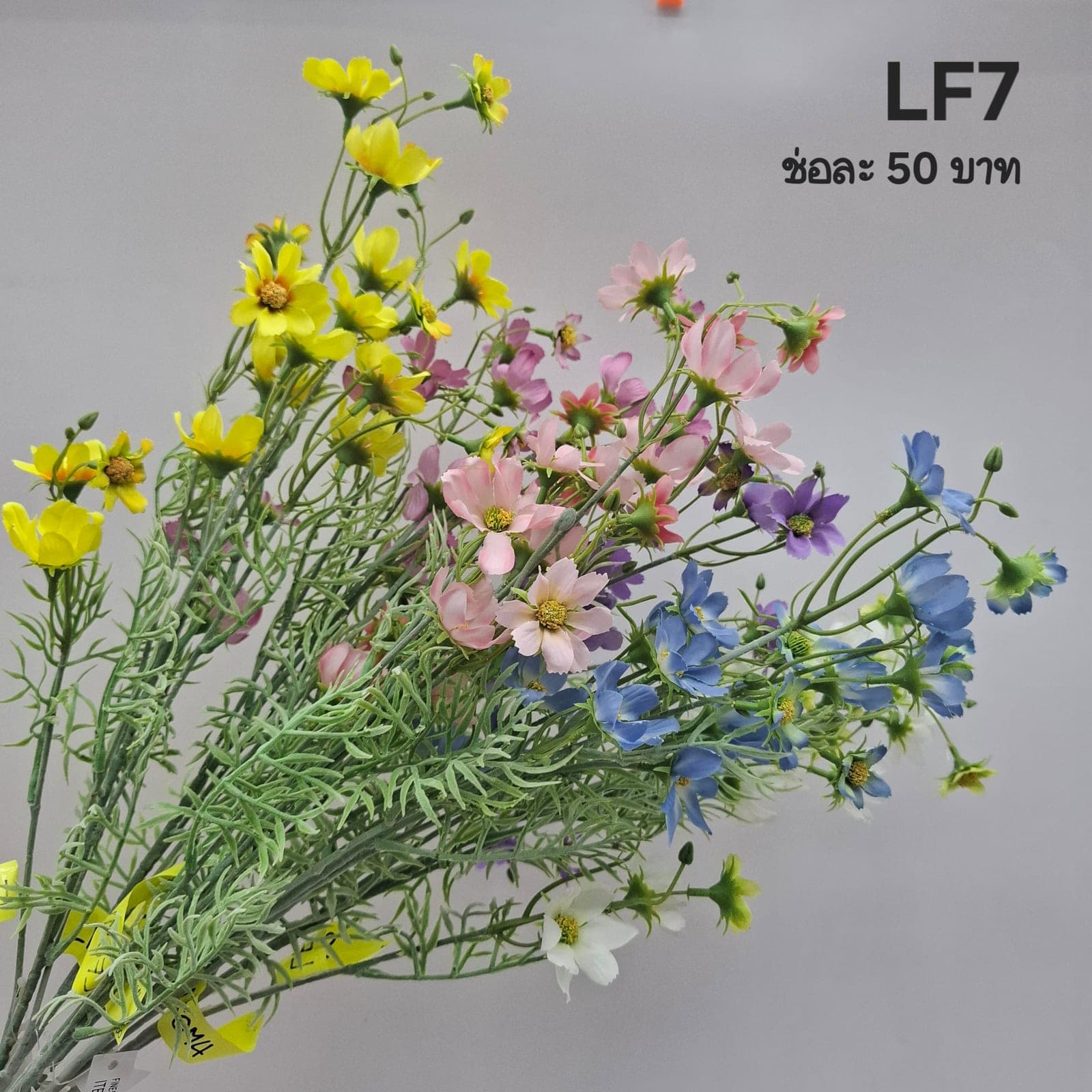 คอสมอสสเปรย์ (LF07), Cosmos — feather-thin petals on a tall, swaying stem with a meadow mood.
