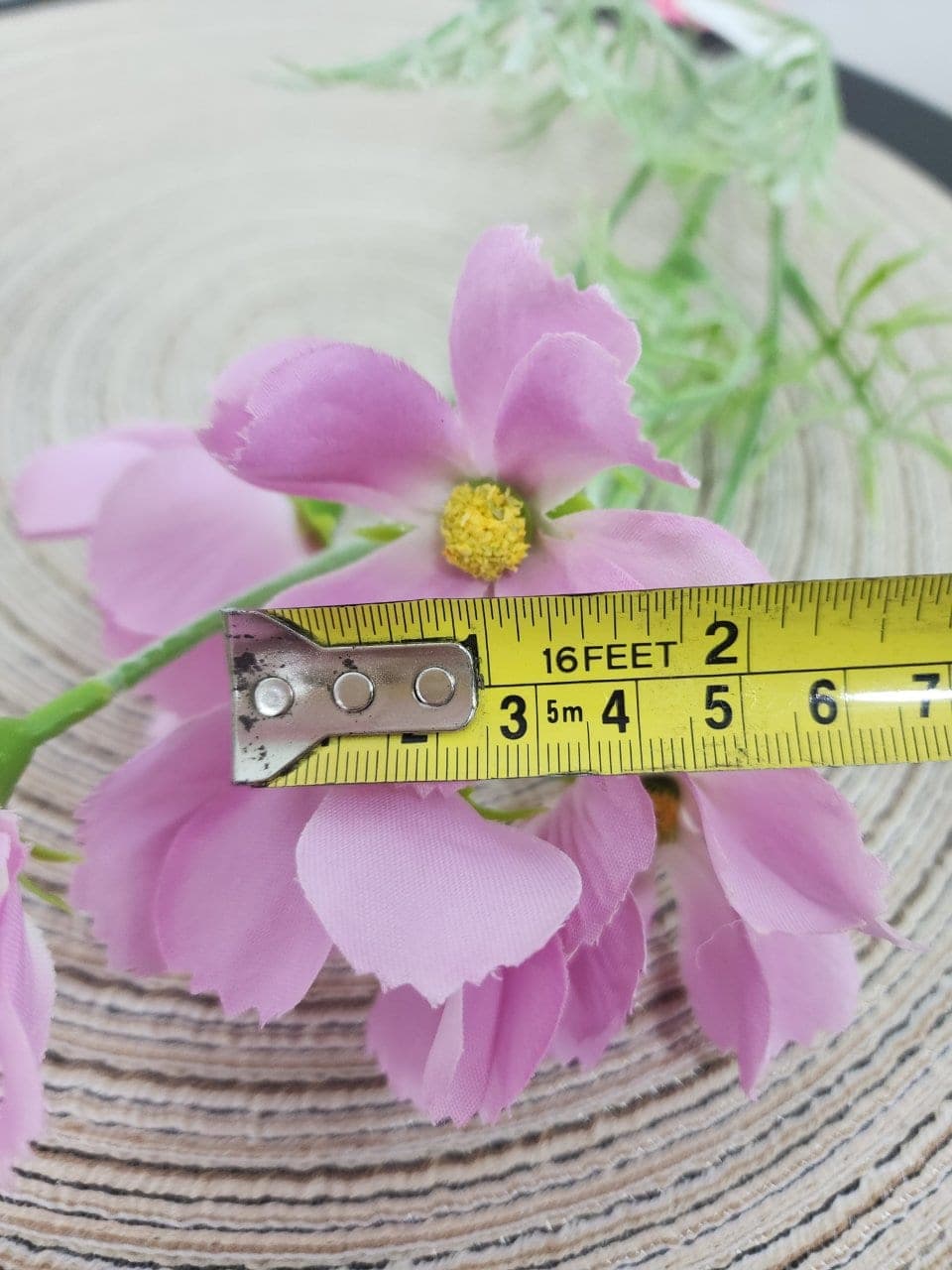คอสมอสเล็ก (LF4), Cosmos — feather-thin petals on a tall, swaying stem with a meadow mood.