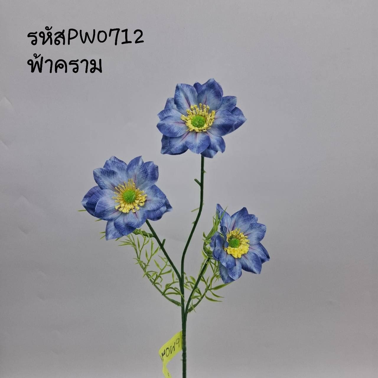 ไวล์ดคอสมอส (PW07), Cosmos — feather-thin petals on a tall, swaying stem with a meadow mood.