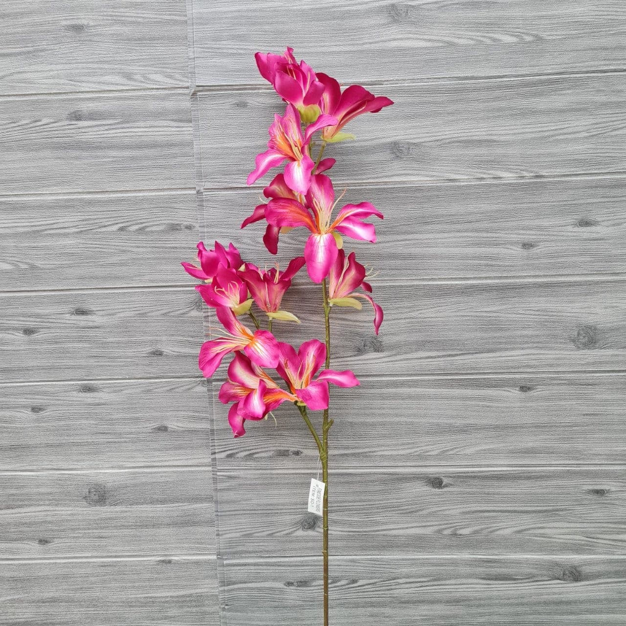 ยี่โถช่อยาว (SO1), Meadow flower — thin stems and tissue-soft petals with a swaying meadow feel.
