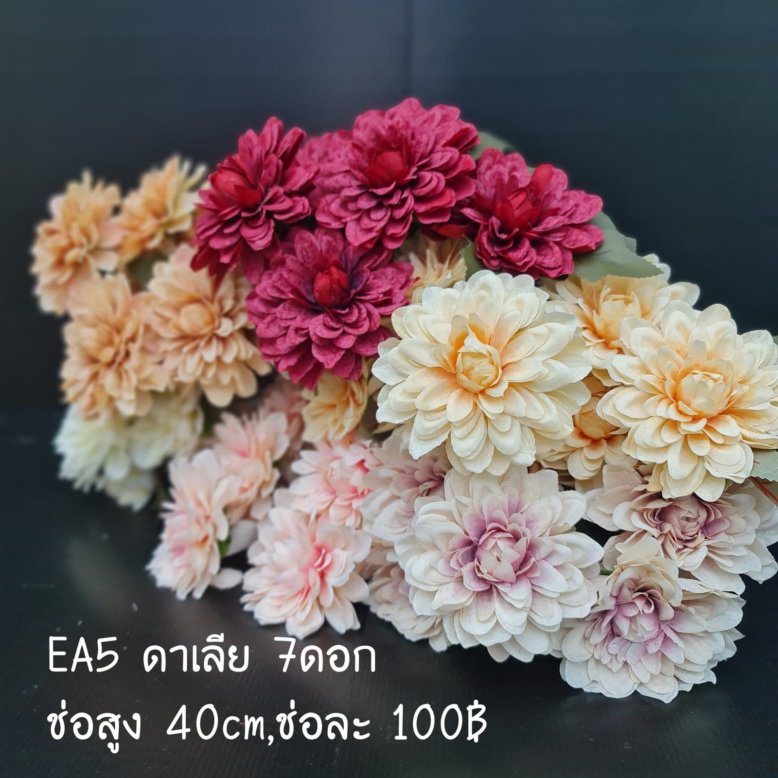 ดาเลีย 7ดอก (EA5), Dahlia (7 blooms) — a full, perfectly round head with colour shifting through the layers.