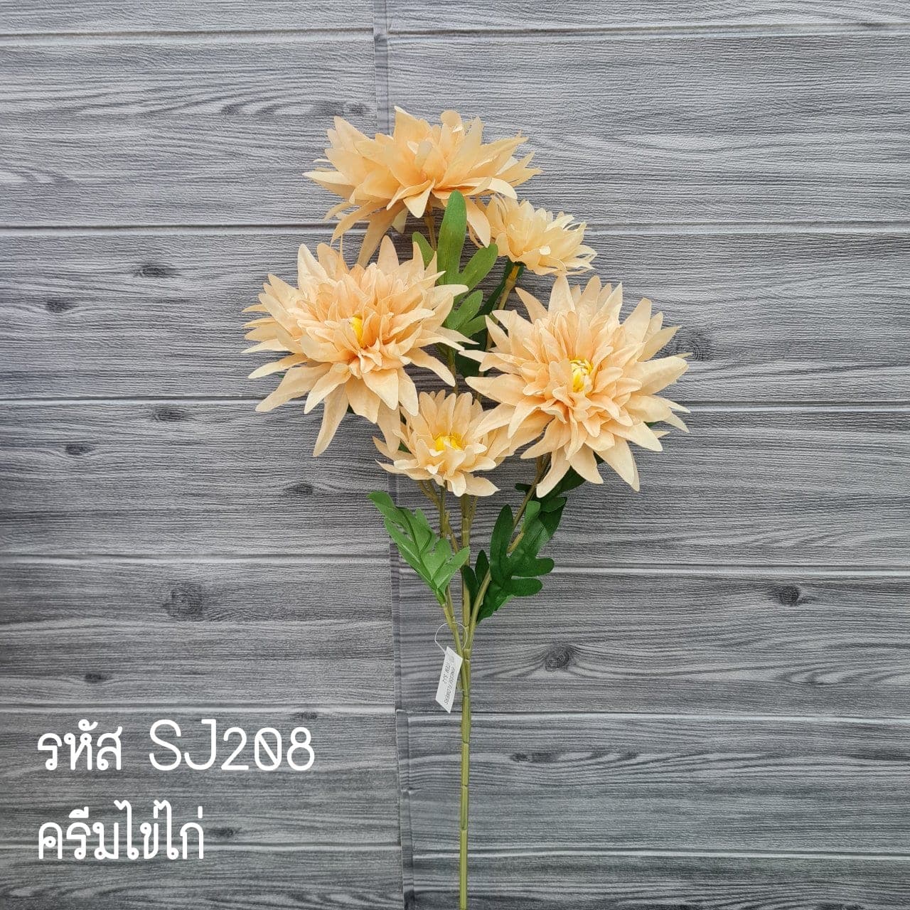 ดาเลีย (SJ2), Dahlia — a full, perfectly round head with colour shifting through the layers.