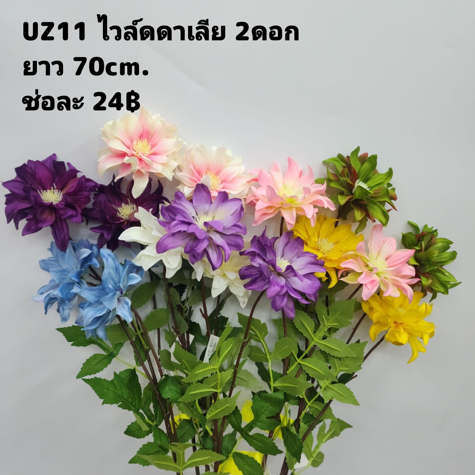 ไวล์ดดาเลีย (UZ11), Dahlia — a full, perfectly round head with colour shifting through the layers.