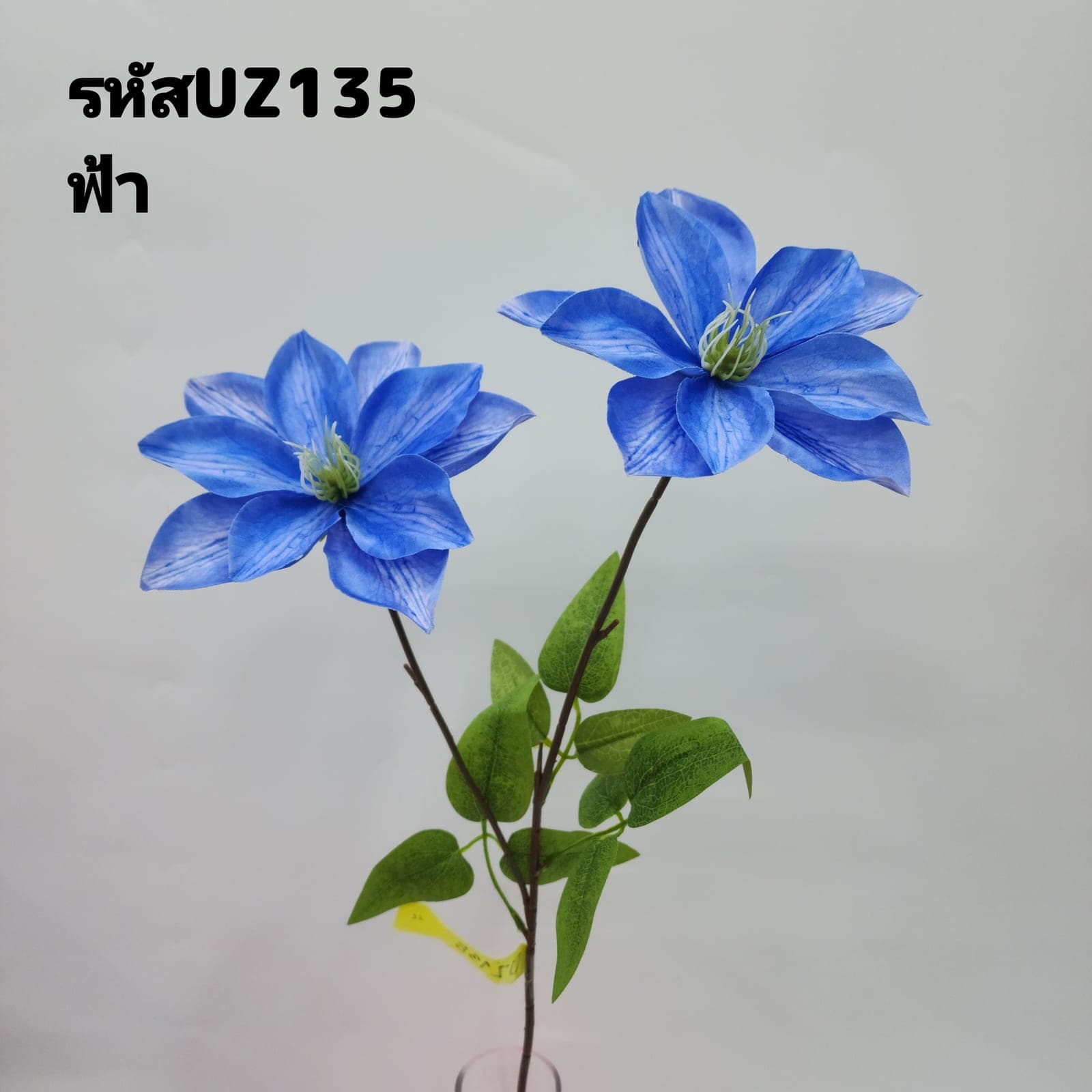 ดาเลีย2ชั้น (UZ13), Dahlia — a full, perfectly round head with colour shifting through the layers.