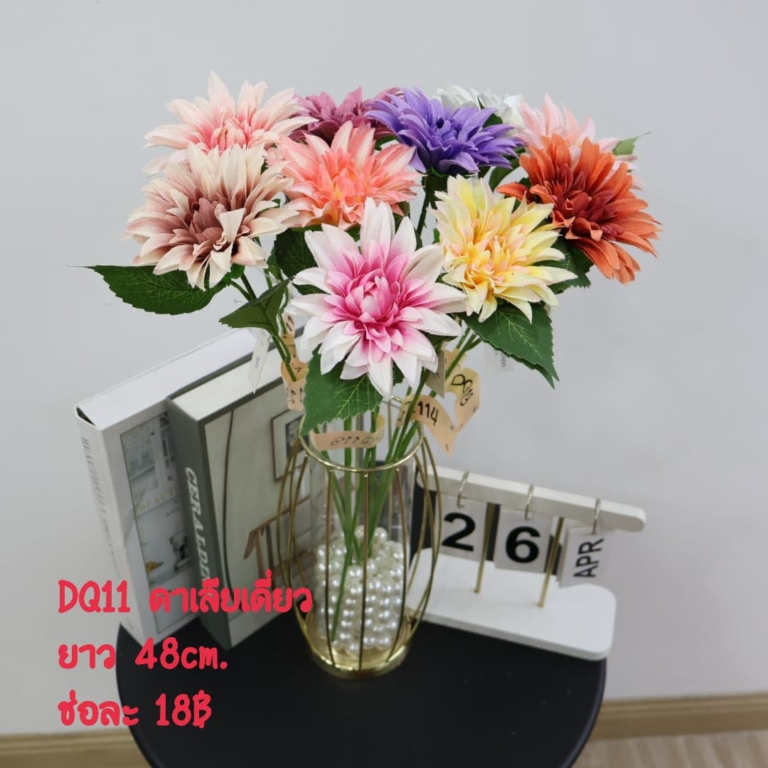 ดาเลียเดี่ยว (VQ11), A single-stem dahlia — a full, perfectly round head with colour shifting through the layers.