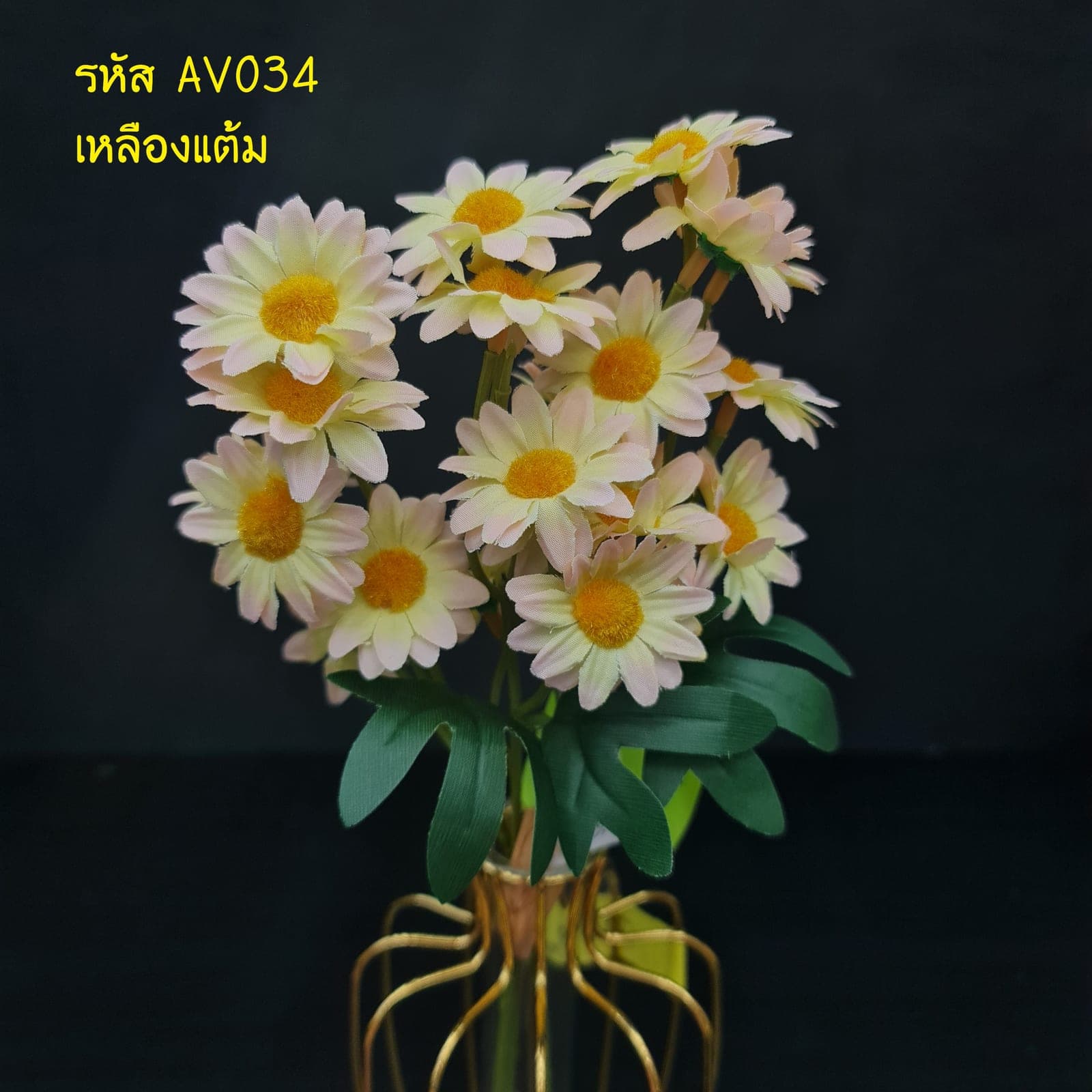 เดซี่กำ (AV03), Daisy — fine white petals around a yellow eye for an unfussy, friendly bloom.