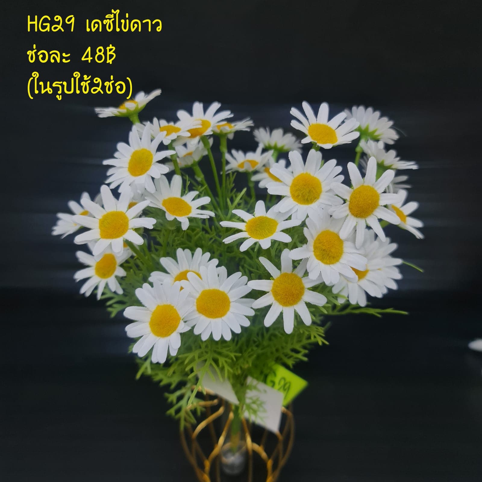 เดซี่ไข่ดาว (HG29), Daisy — fine white petals around a yellow eye for an unfussy, friendly bloom.