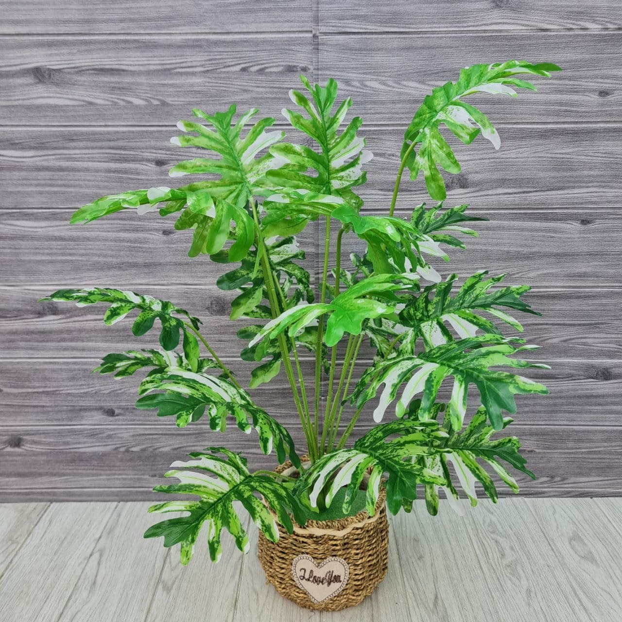 ซันนาดูด่าง 18ใบ (AQ15), Foliage (18 leaves) — green foliage that balances mass and grounds the focal flowers.