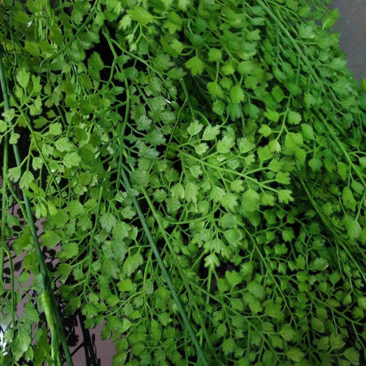 บูเก้ใบแขวน (BK 26), A bouquet of hanging cascade — a curtain-like cascade that adds vertical depth to a room.