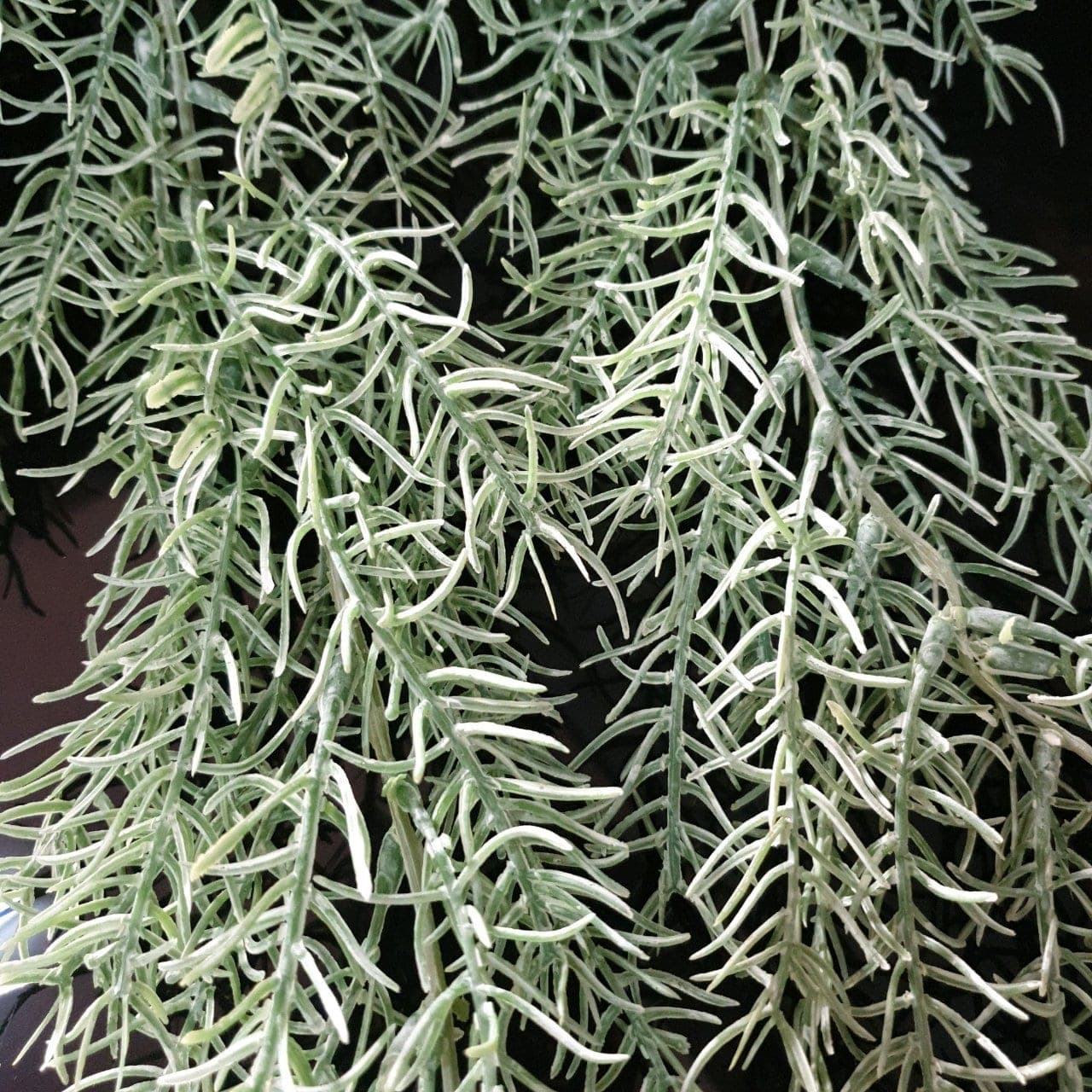 บูเก้ใบแขวน (CP 13), A bouquet of hanging cascade — a curtain-like cascade that adds vertical depth to a room.