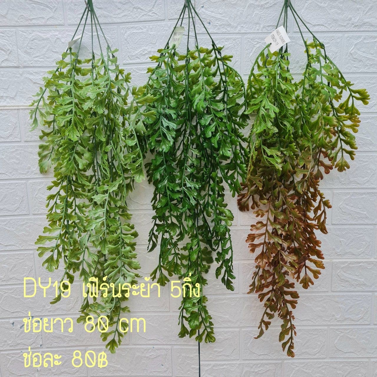 เฟิร์นระย้า (DY19), Fern — long stems with trailing pinnae, ideal for draping over the rim of a vessel.