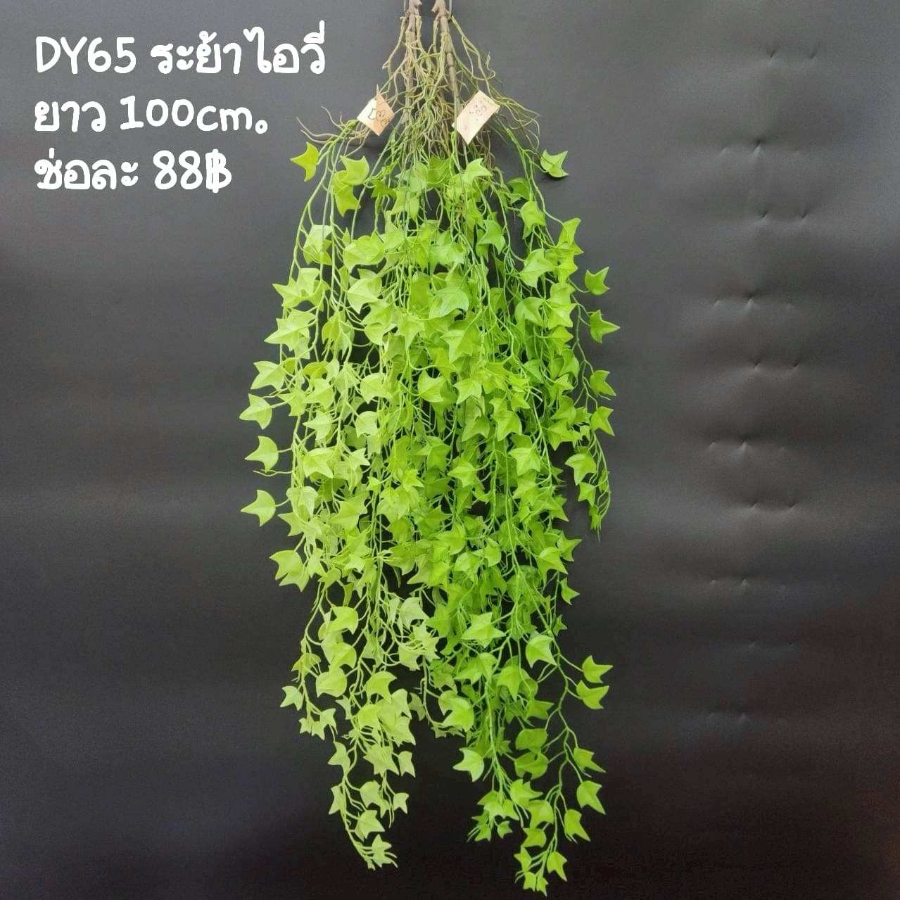 ระย้าไอวี่ (DY65), Ivy — trailing vines with small leaves, set to spill from a shelf or rim.