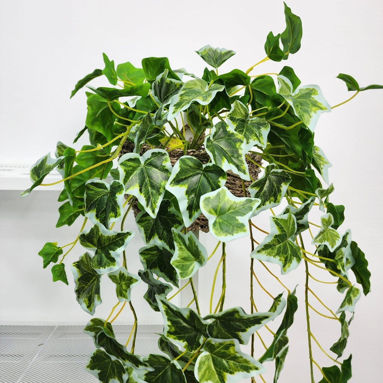 ไอวี่แขวน (GQ4), Ivy — trailing vines with small leaves, set to spill from a shelf or rim.