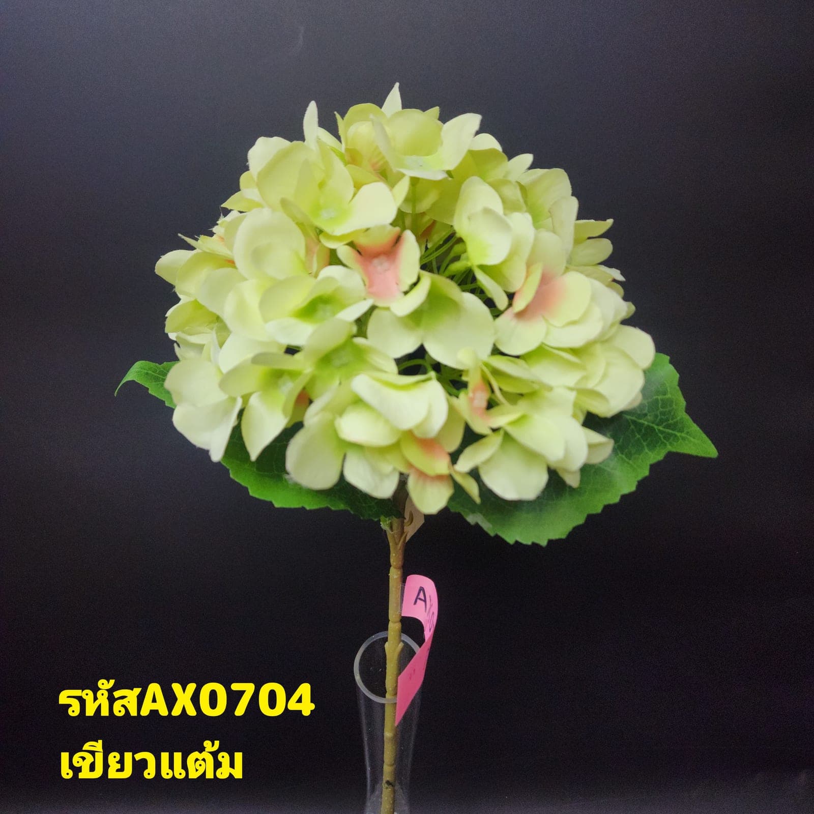 ไฮเดนเยียเดี่ยว (AX7), A single-stem hydrangea — tiny florets clustered into a full, hand-sized globe.