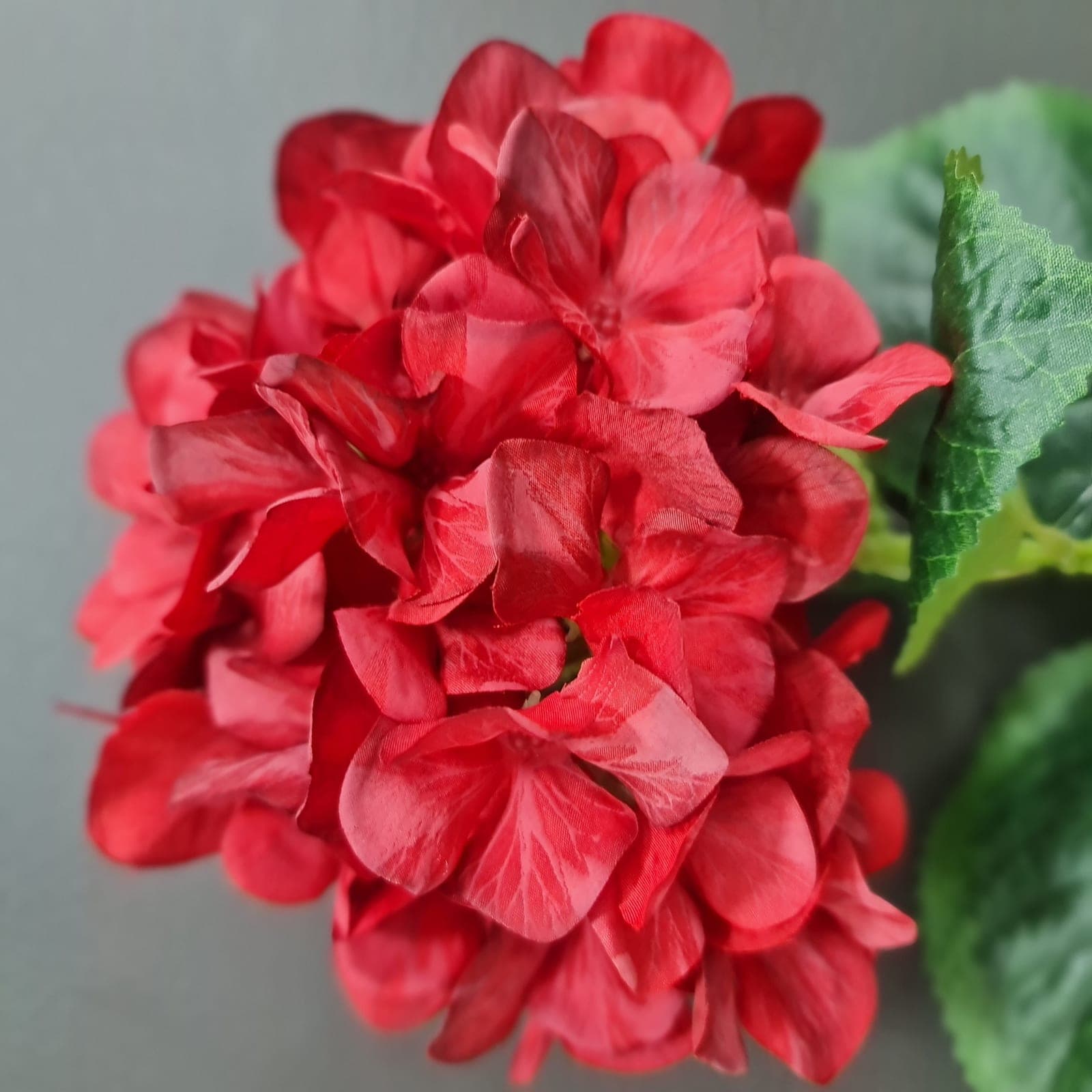 ไฮเดนเยียเดี่ยว (CD02), A single-stem hydrangea — an oversized head with graduated colour, often used to set composition mass.