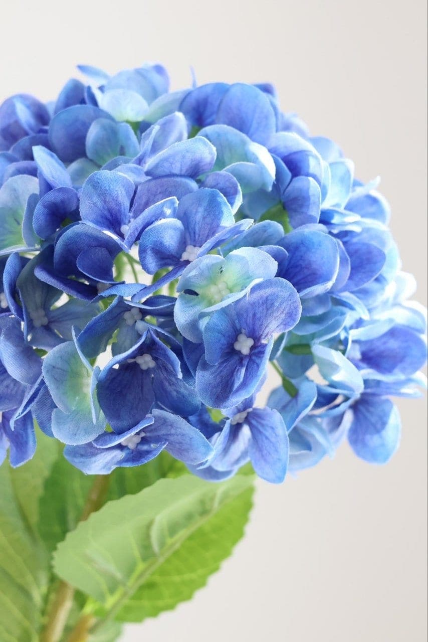 ไฮเดนเยีย (EE2), Hydrangea — tiny florets clustered into a full, hand-sized globe.