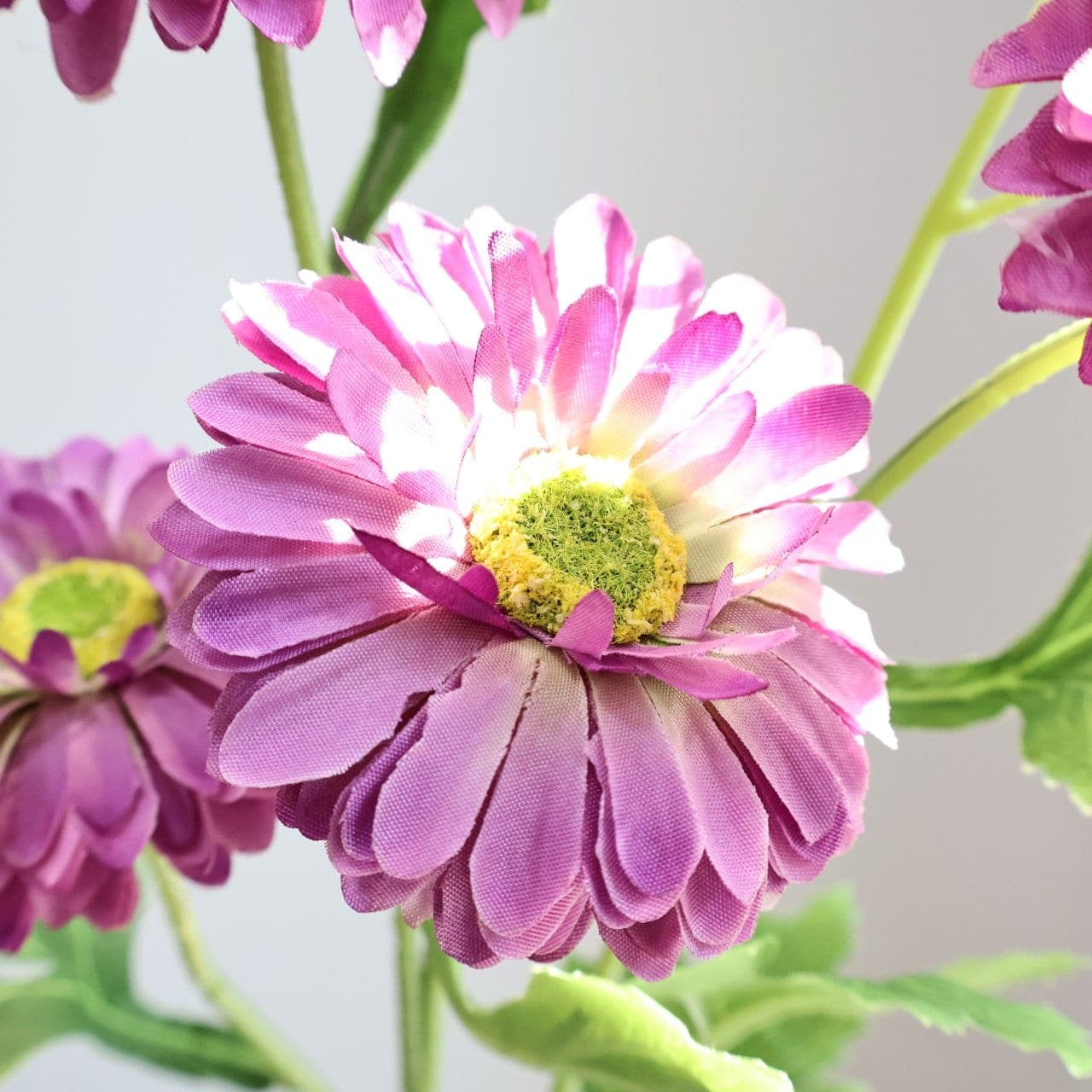 บัวตองซ้อน (GV7), Lotus — an open, soft-petalled form with a quiet, balanced rhythm.