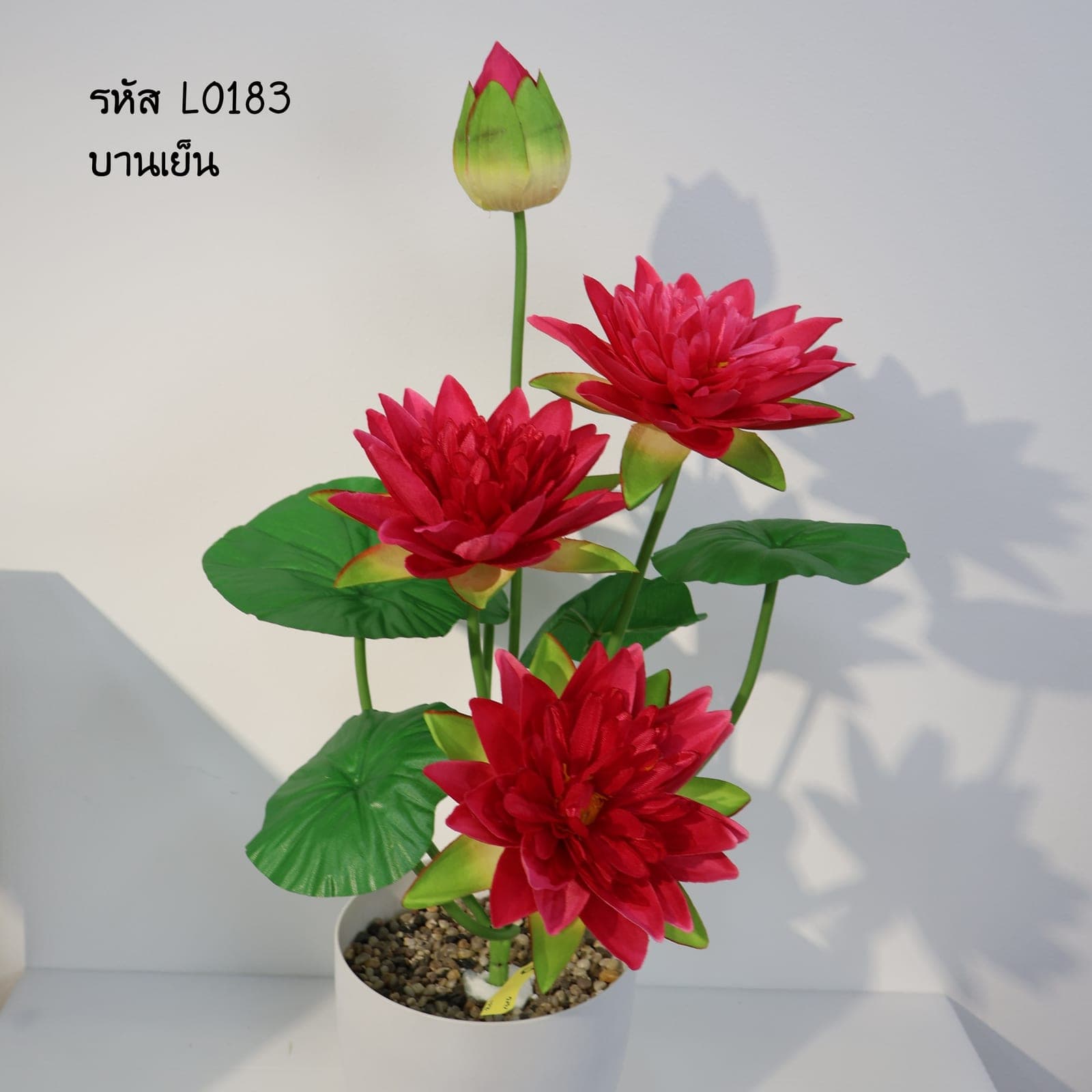 บูเก้บัวสาย (LO18)