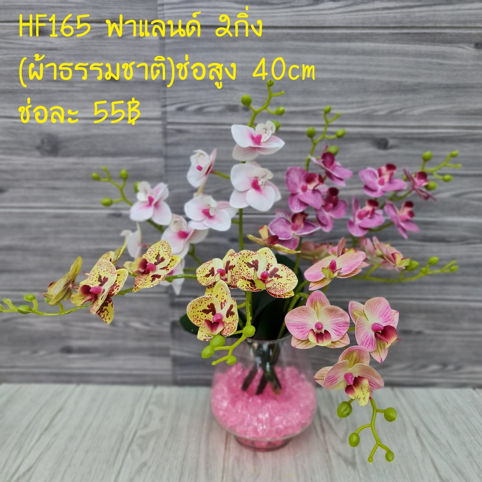 ฟาแลนด์2กิ่ง (HF165), Phalaenopsis orchid (2 branches) — wax-thick petals laid out in a clean, floating line.