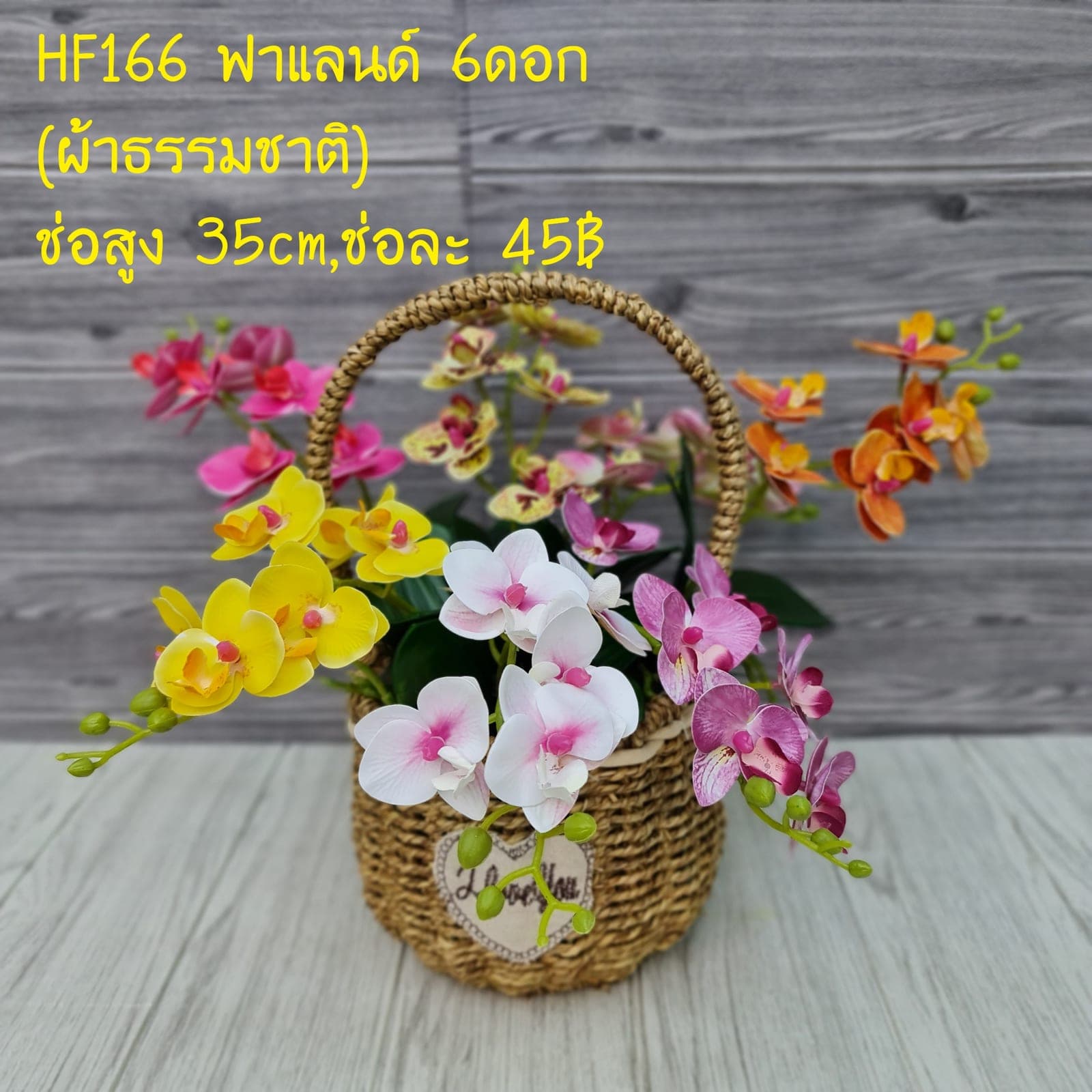 ฟาแลนด์ (HF166), Phalaenopsis orchid — a long, swaying stem with evenly spaced flowers from base to tip.