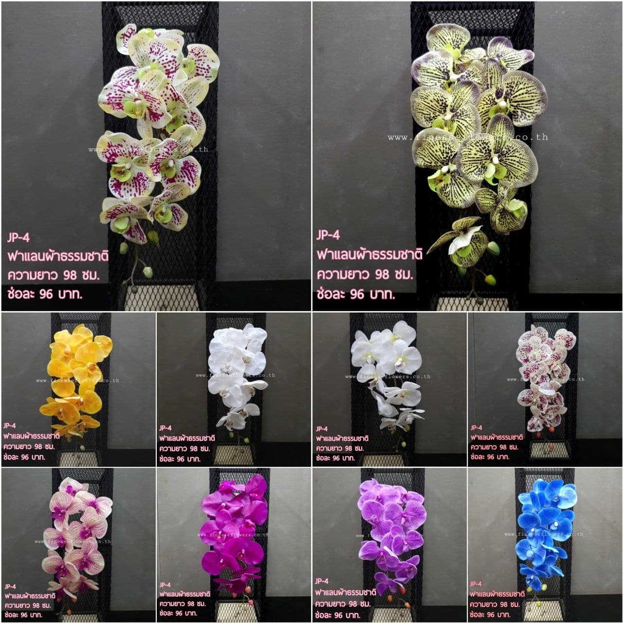 กล้วยไม้ฟาแลน (JP-4), Phalaenopsis orchid — a long, swaying stem with evenly spaced flowers from base to tip.