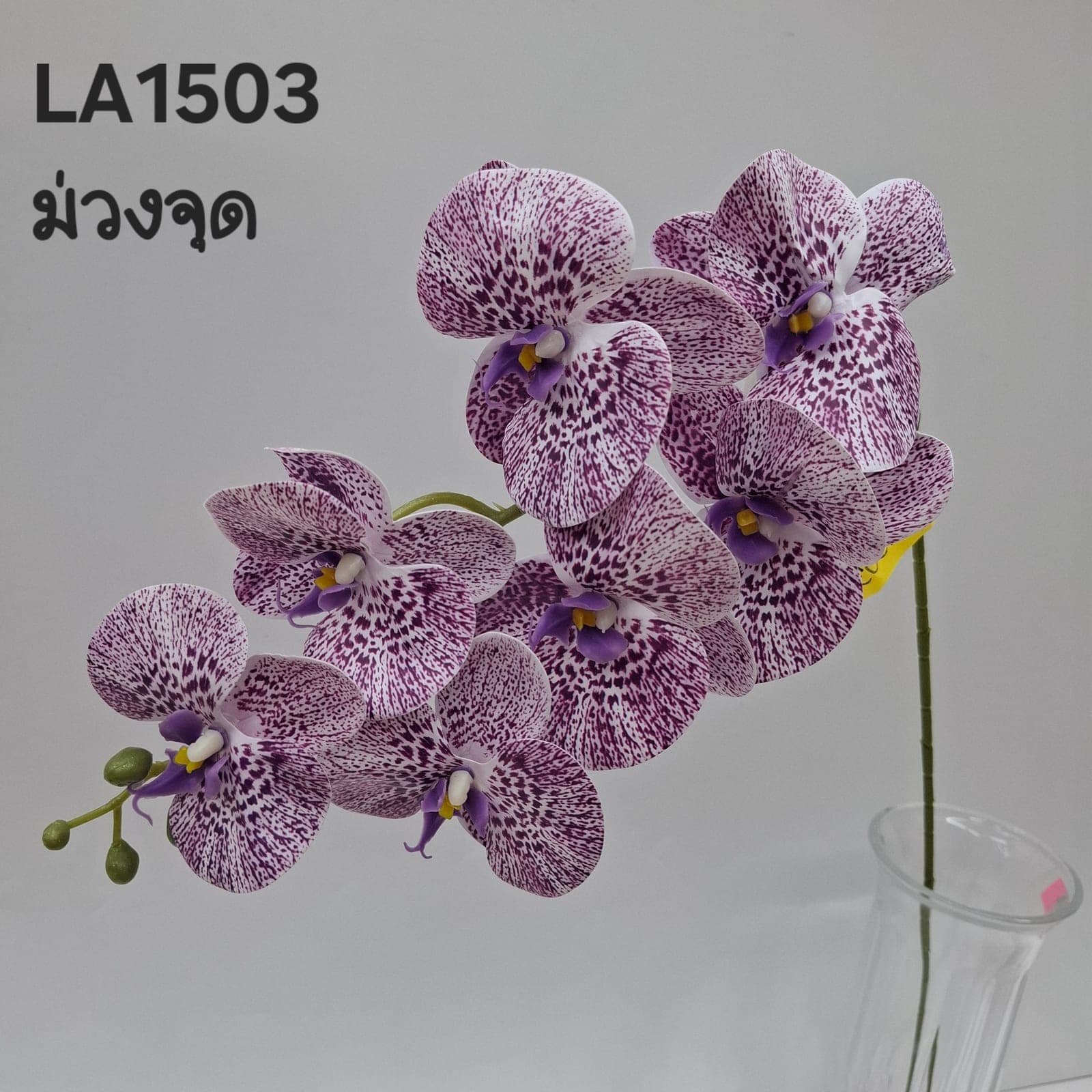 ฟาแลนด์7ดอก (LA15), Phalaenopsis orchid (7 blooms) — blooms strung along an arched stem for architectural balance.
