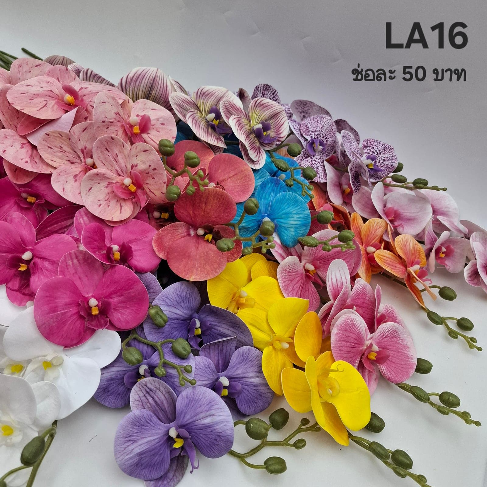 ฟาแลนด์9ดอก (LA16), Phalaenopsis orchid (9 blooms) — wax-thick petals laid out in a clean, floating line.