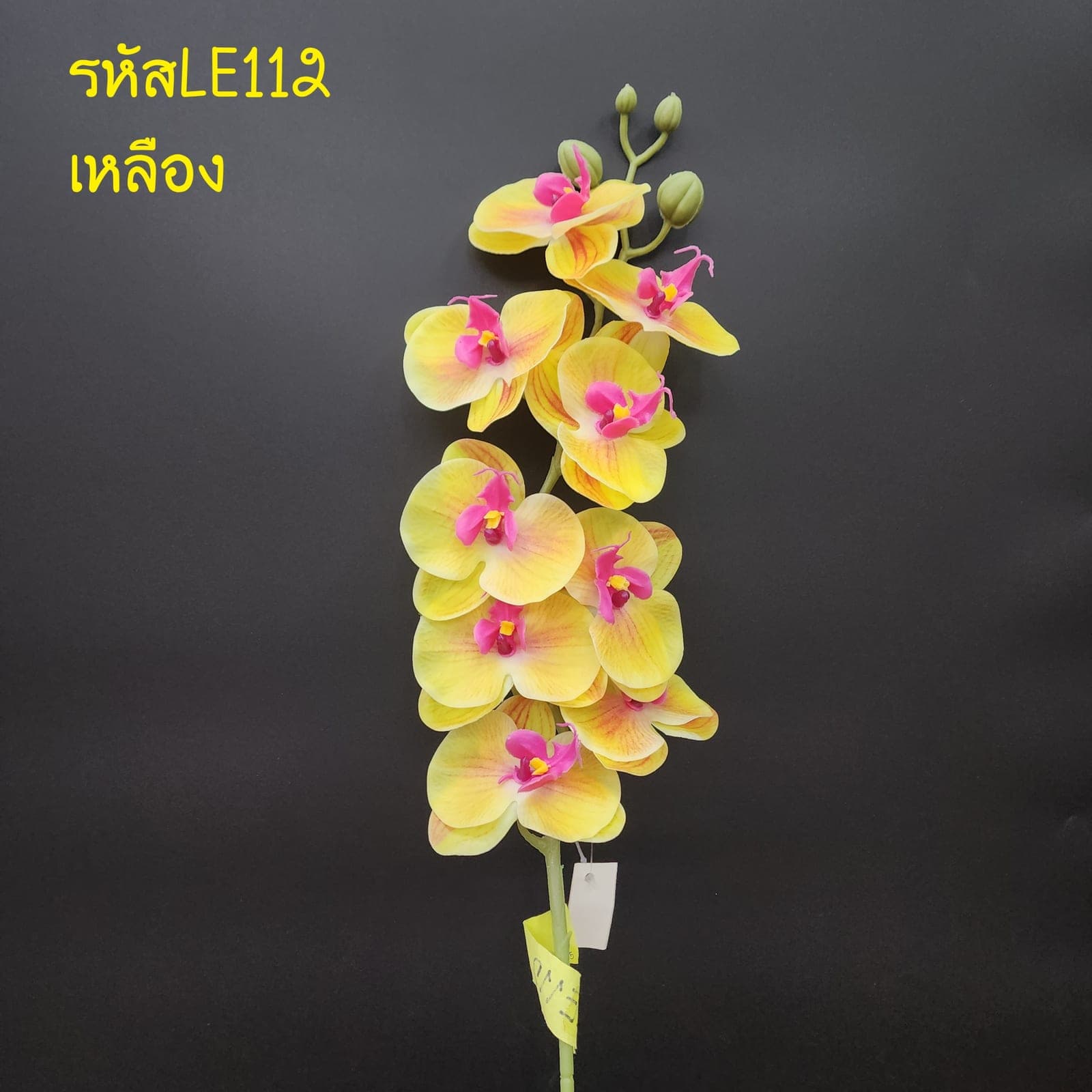 ฟาแลนด์ 9ดอก (LE11), Phalaenopsis orchid (9 blooms) — blooms strung along an arched stem for architectural balance.