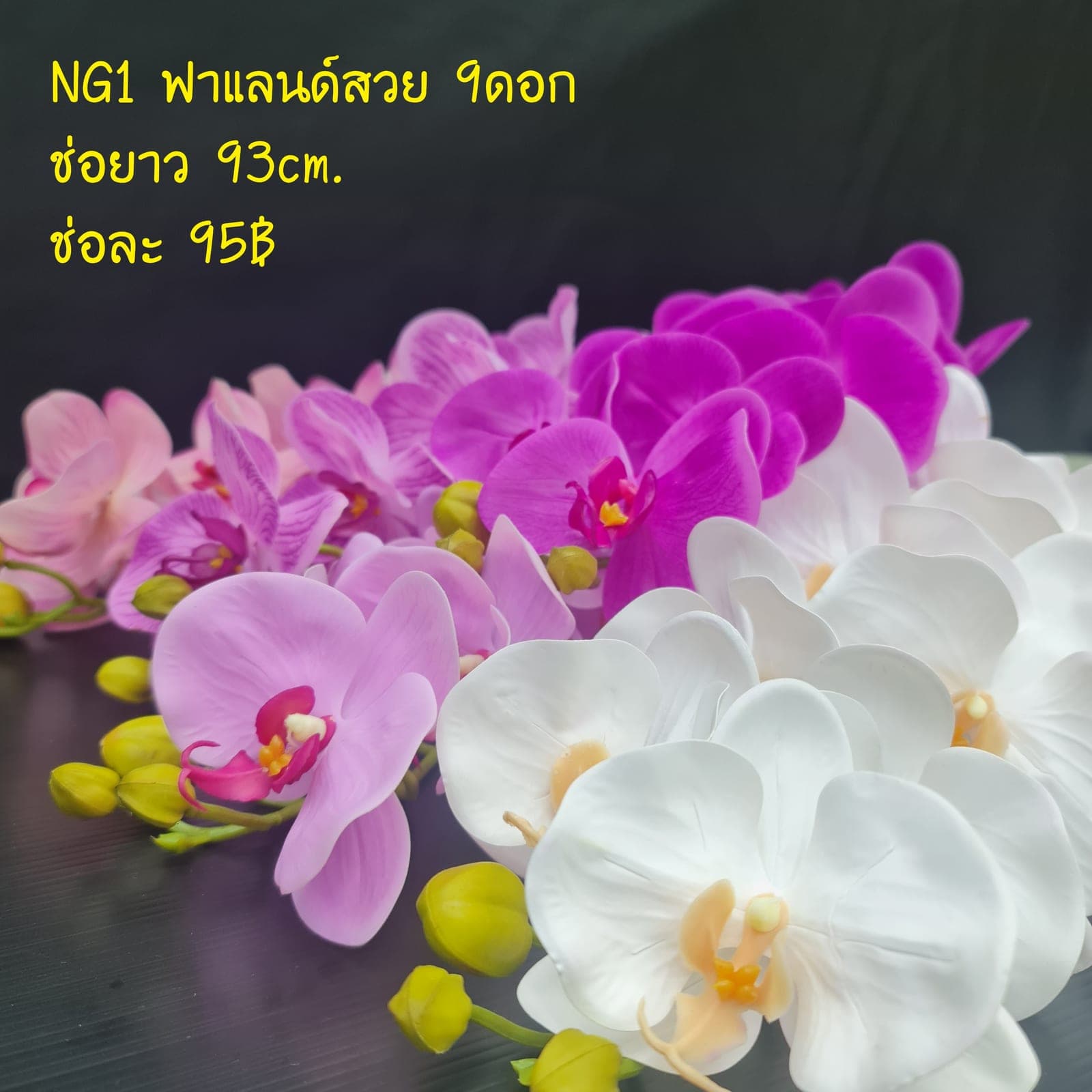 ฟาแลนด์สวย (NG01), Phalaenopsis orchid — blooms strung along an arched stem for architectural balance.