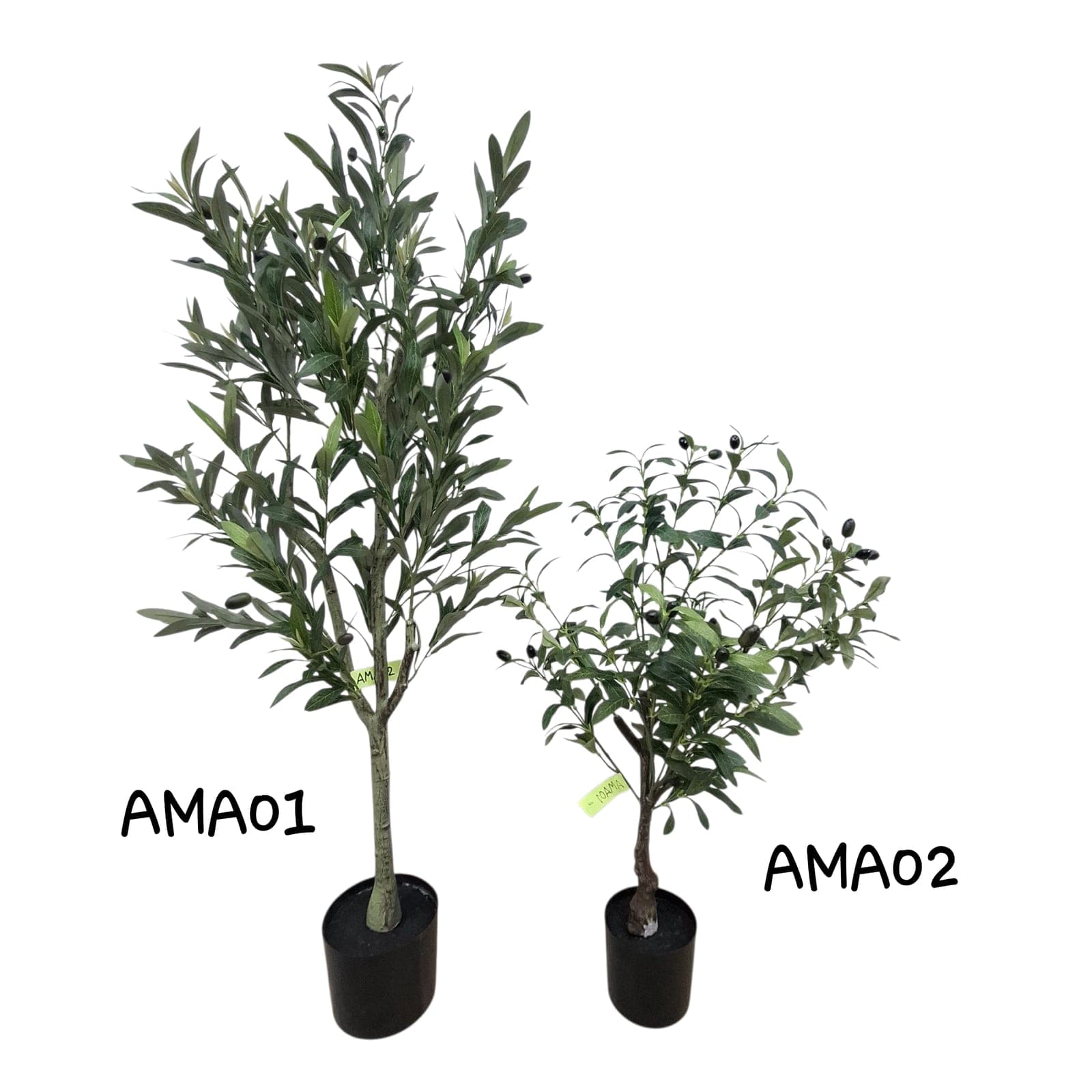 ต้นมะกอก (AMA), Potted houseplant — a fully formed plant ready to drop into a planter or sit in a corner.