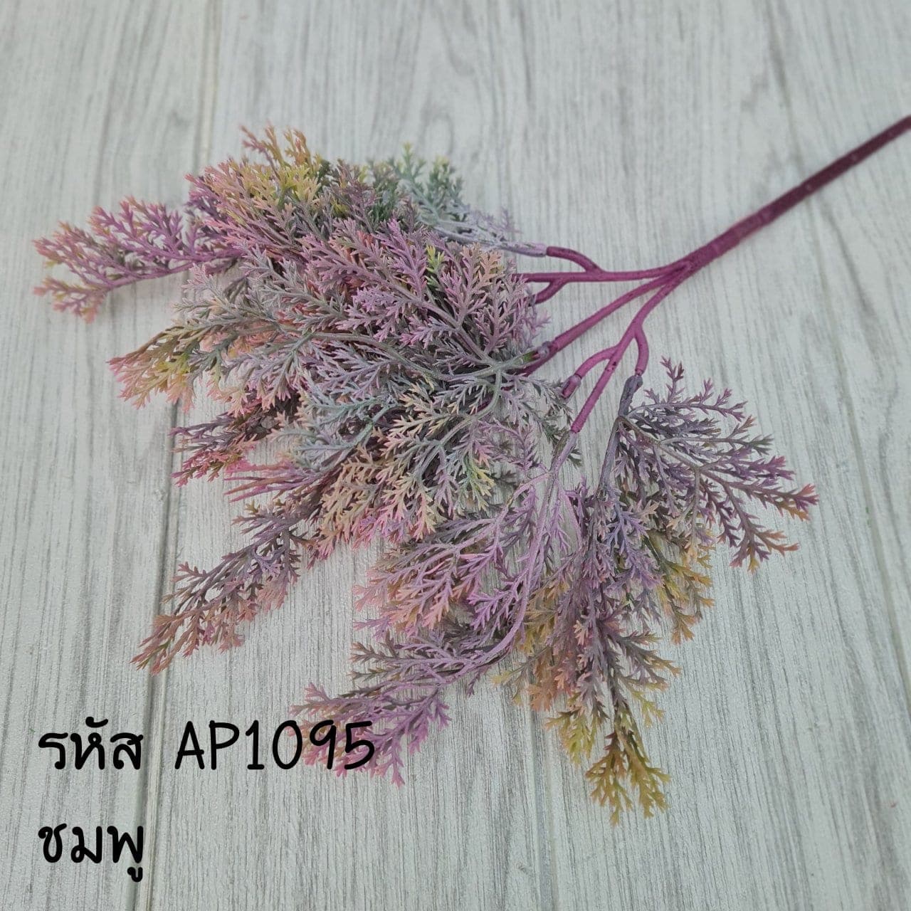 สนแผง (AP109), Potted houseplant — a fully formed plant ready to drop into a planter or sit in a corner.