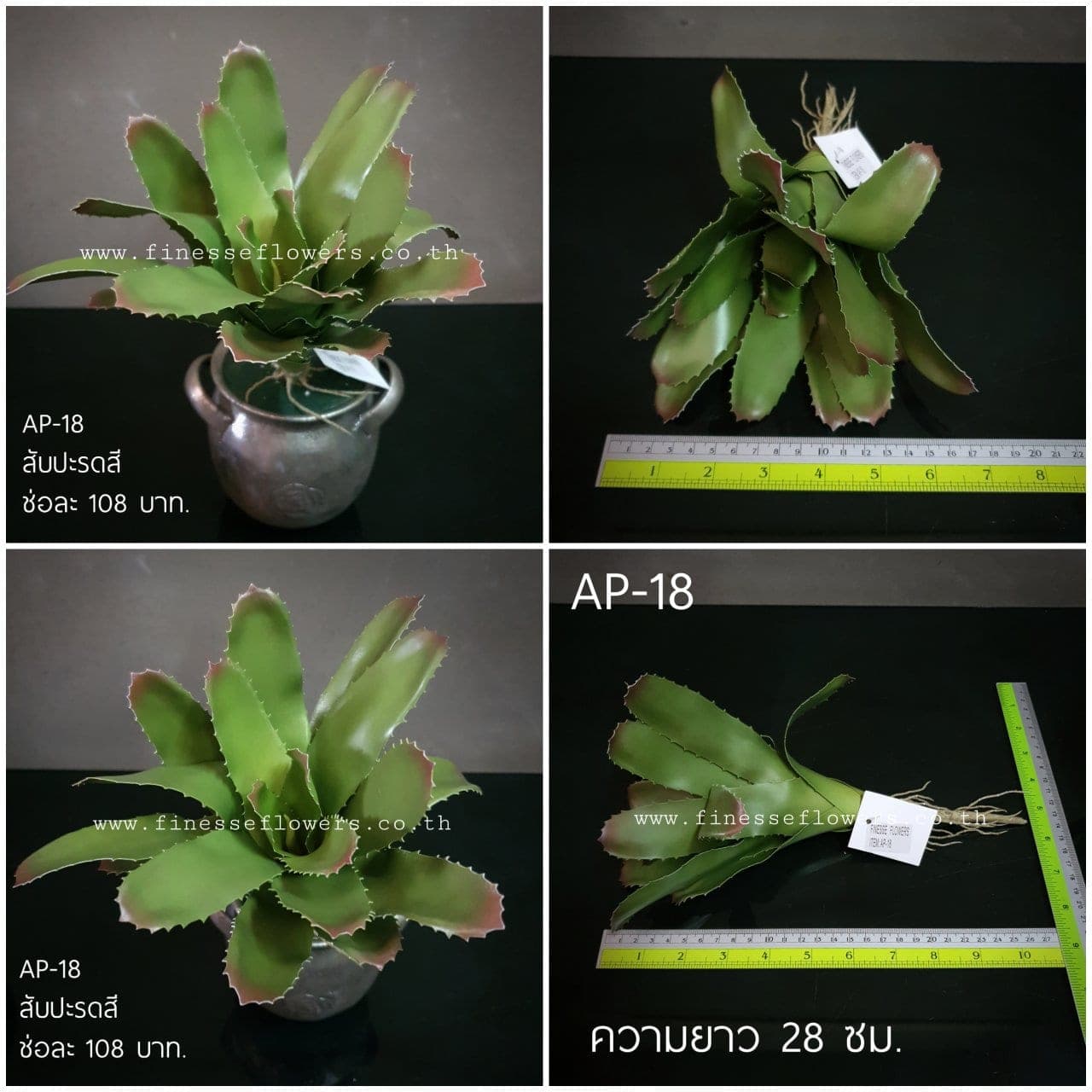 สับปะรดสี (AP18), Potted houseplant — a fully formed plant ready to drop into a planter or sit in a corner.