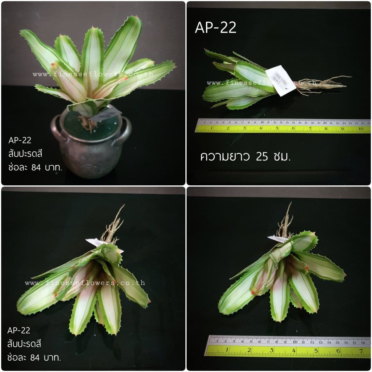 สับปะรดสี (AP22), Potted houseplant — a fully formed plant ready to drop into a planter or sit in a corner.