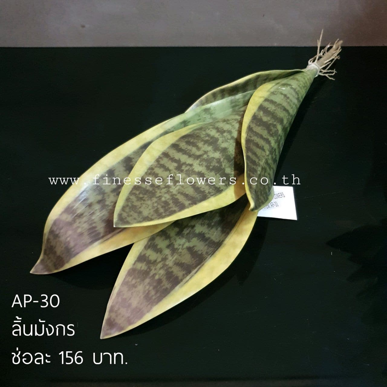 ลิ้นมังกร (AP30), Sansevieria — tall, upright blades with a clean, severe profile.