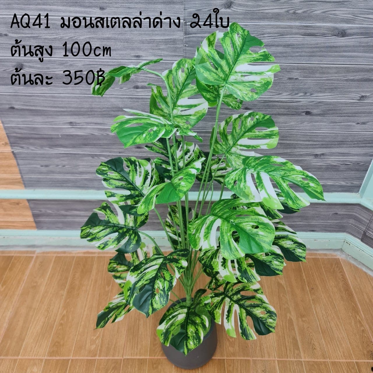 มอนสเตลล่าด่าง 24ใบ (AQ41), Foliage (24 leaves) — leaf material that lends weight and texture along the rim of a vessel.