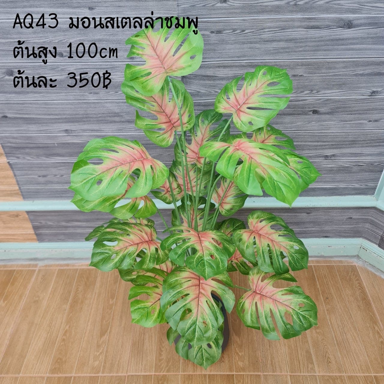 มอนสเตลล่าชมพู (AQ43), Potted houseplant — a fully formed plant ready to drop into a planter or sit in a corner.