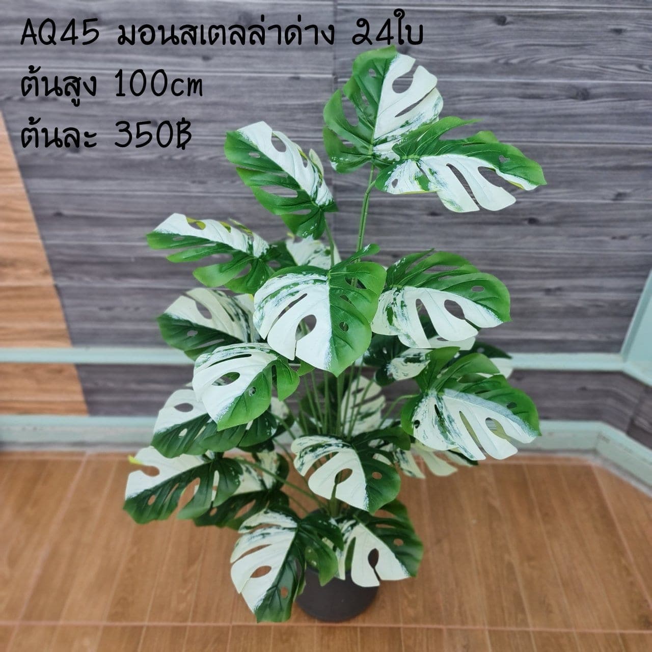 มอนสเตลล่าด่าง 24ใบ (AQ45), Foliage (24 leaves) — leaf material that lends weight and texture along the rim of a vessel.