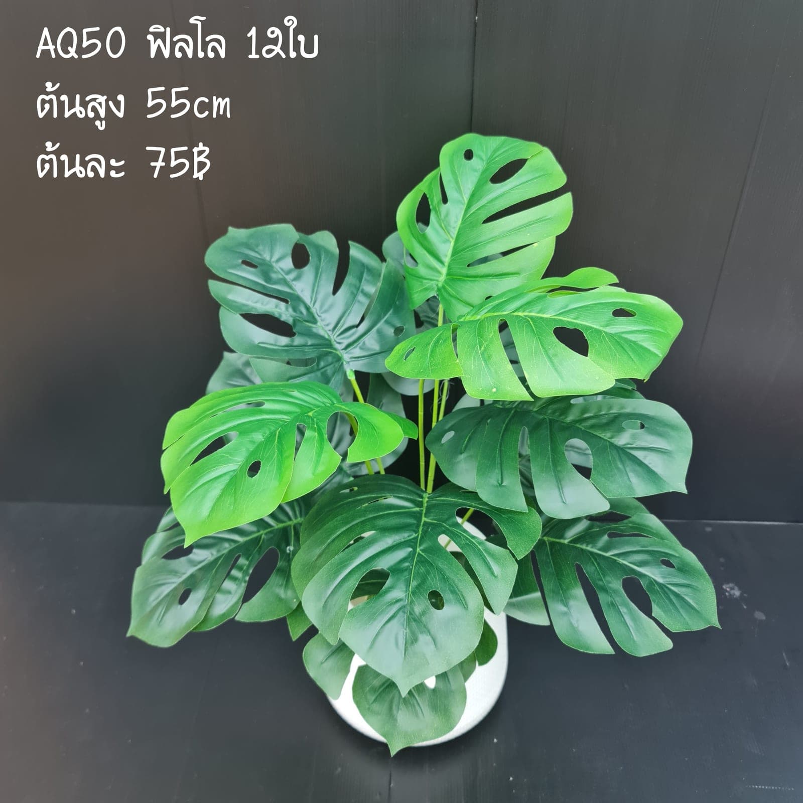 ฟิลโล (AQ50), Potted houseplant — a fully formed plant ready to drop into a planter or sit in a corner.
