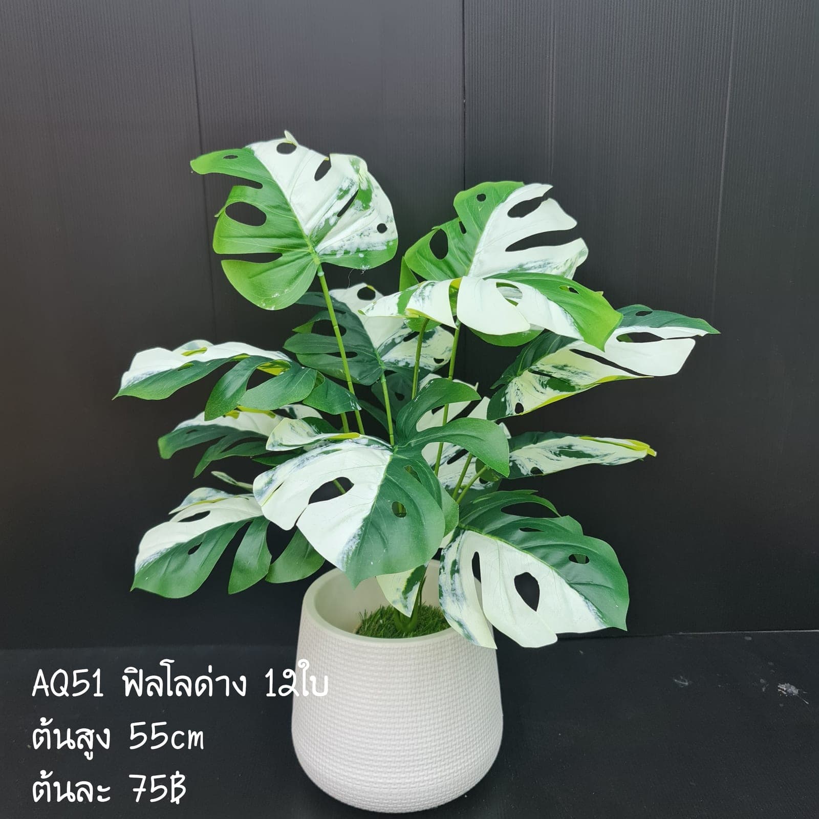 ฟิลโลด่าง (AQ51), Potted houseplant — a fully formed plant ready to drop into a planter or sit in a corner.