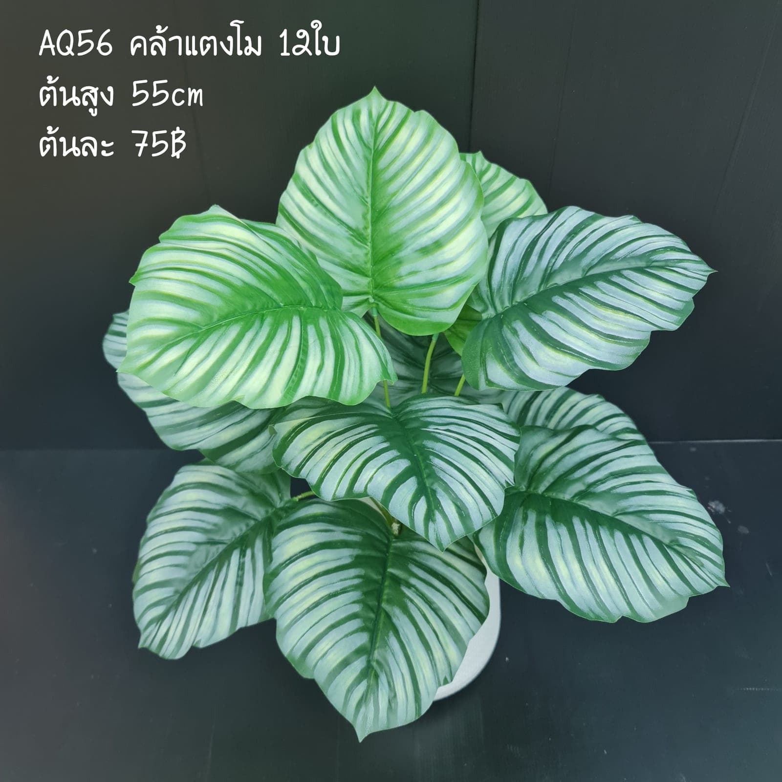 คล้าแตงโม (AQ56), Potted houseplant — a fully formed plant ready to drop into a planter or sit in a corner.