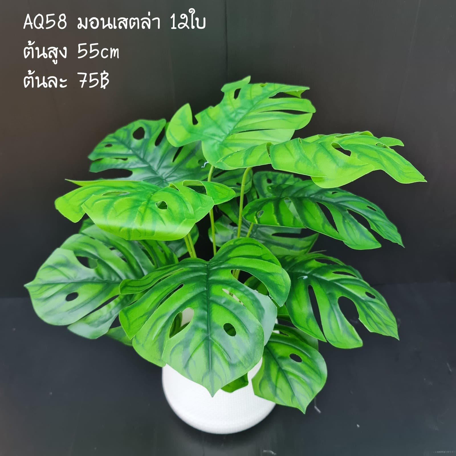 มอนสเตล่า (AQ58), Potted houseplant — a fully formed plant ready to drop into a planter or sit in a corner.