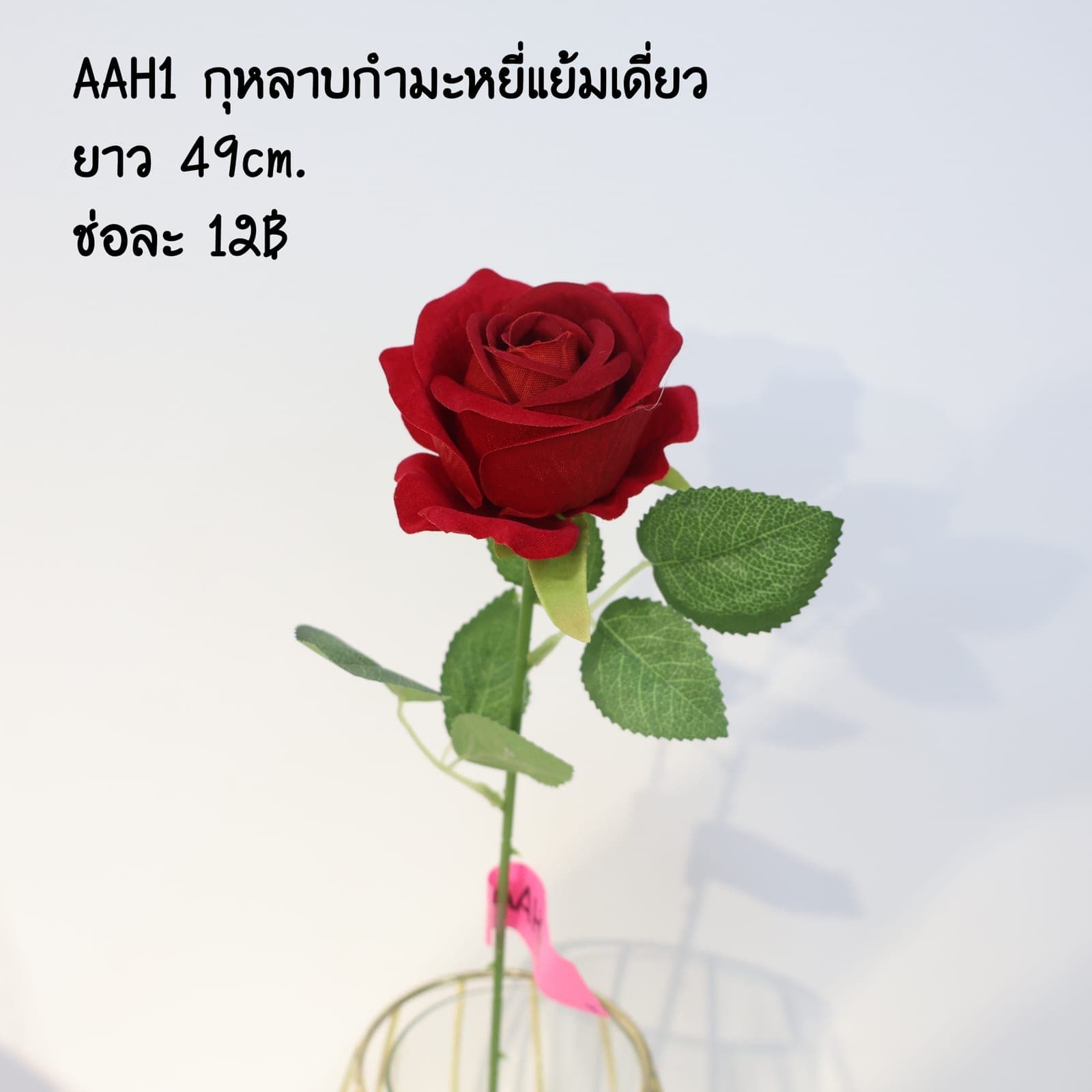 กุหลาบกำมะหยี่แย้มเดี่ยว (AAH01), A single-stem rose — graduated petal tones running from a deep heart to a softer edge.
