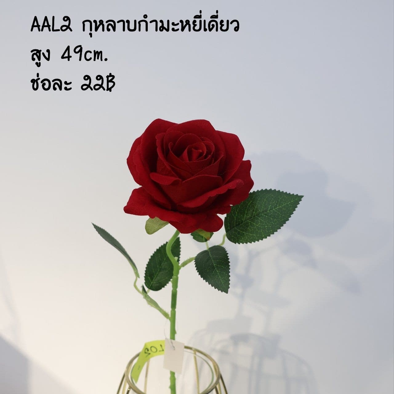 กุหลาบแย้มเดี่ยว (AAL2), A single-stem rose — a sculpted bloom with a sturdy stem and full, even profile.