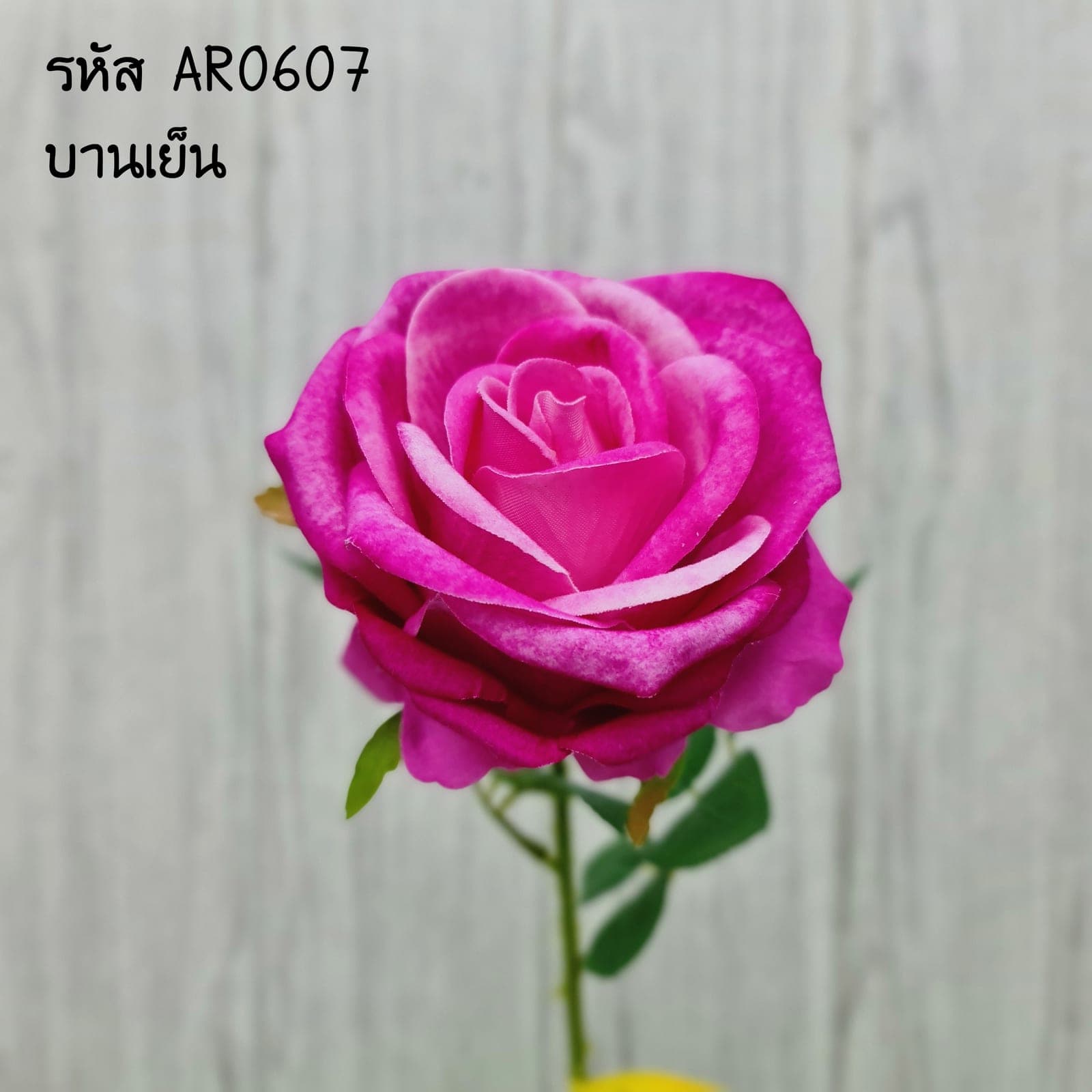 กุหลาบเดี่ยว (AR06), A single-stem rose — velvet petals folded into opening, multi-layered tiers.