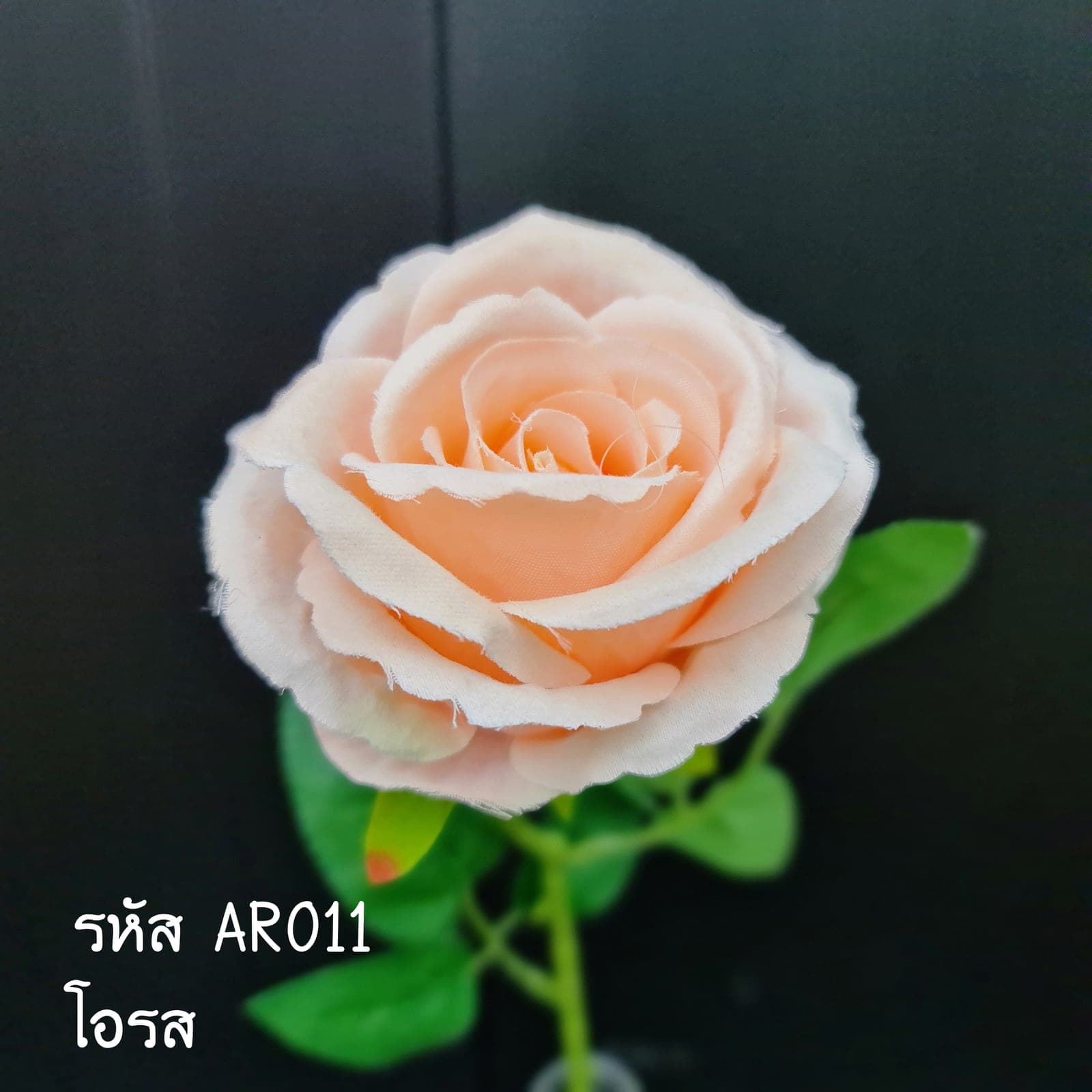 กุหลาบเดี่ยว (AR1), A single-stem rose — a sculpted bloom with a sturdy stem and full, even profile.